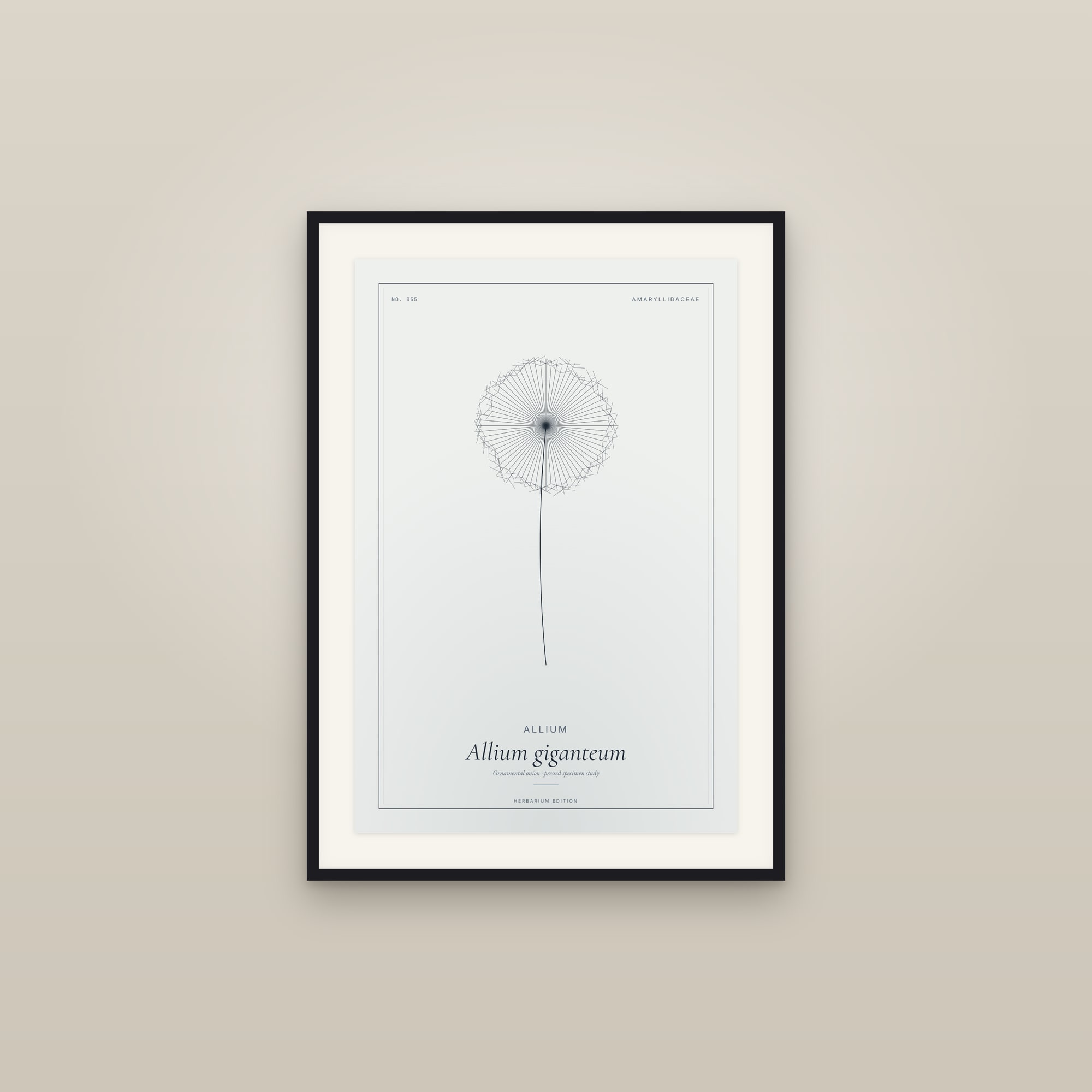 Allium — Botanical Specimen