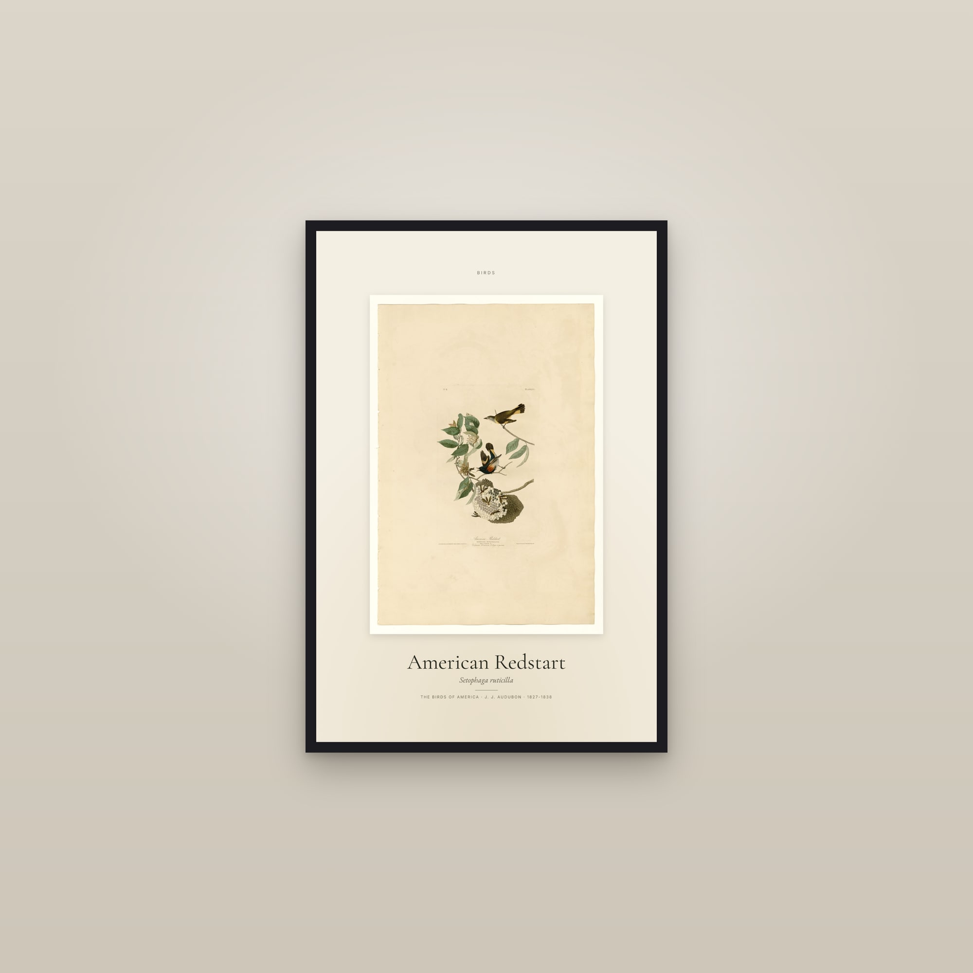 American Redstart — Specimen