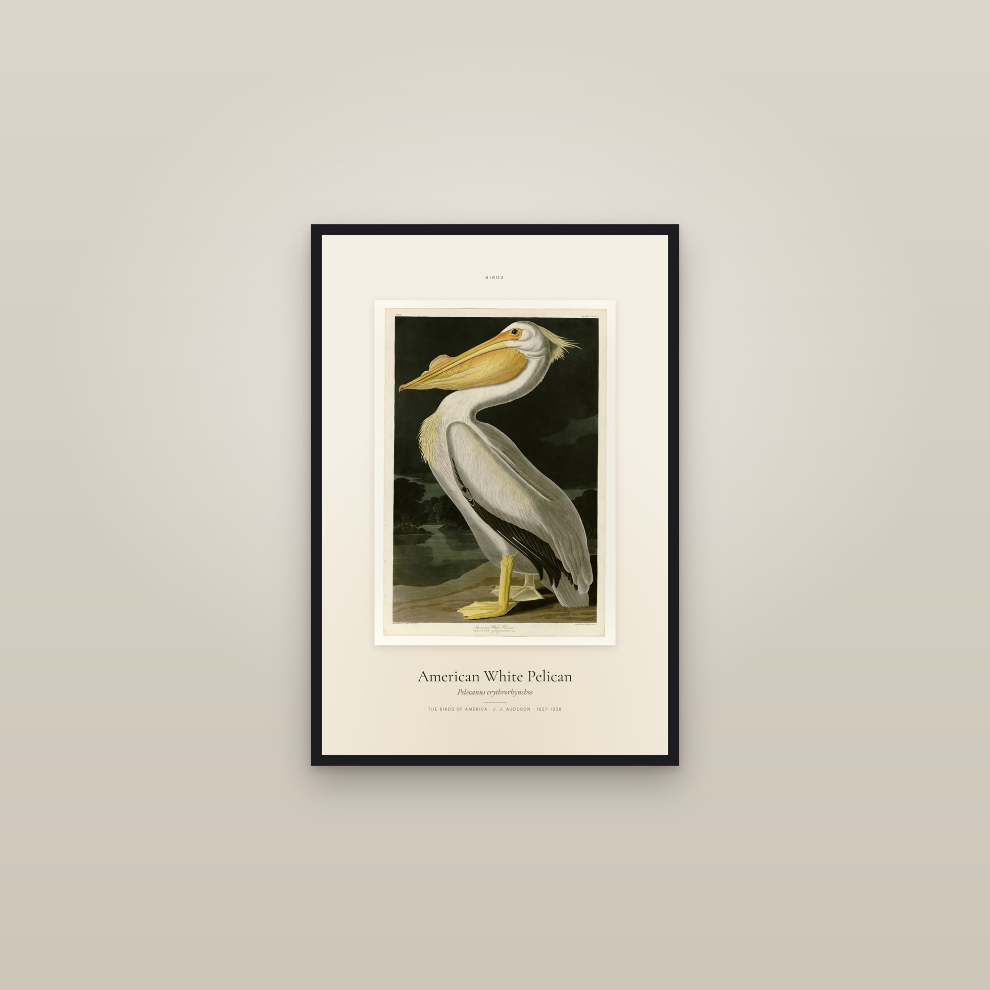 American White Pelican — Specimen