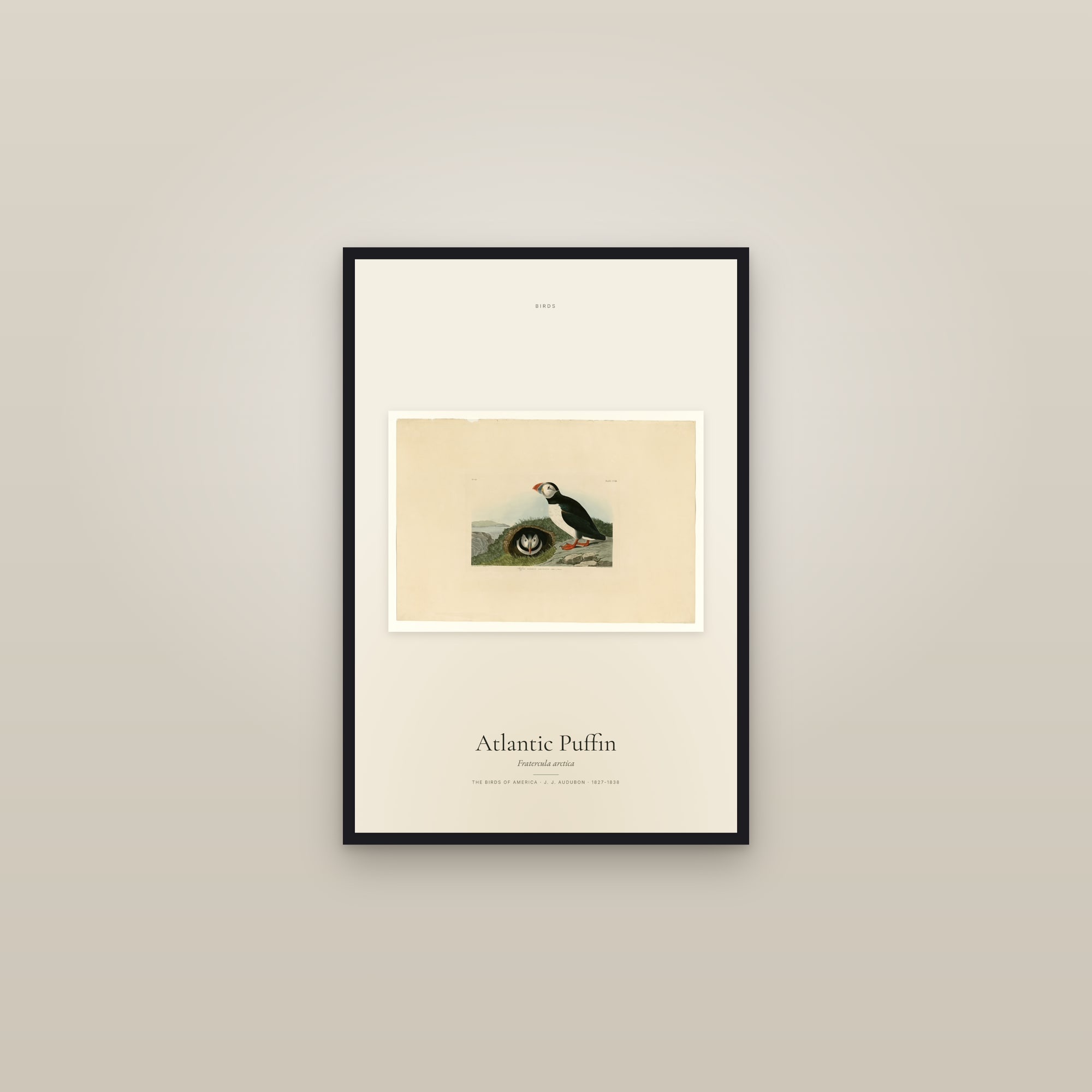 Atlantic Puffin