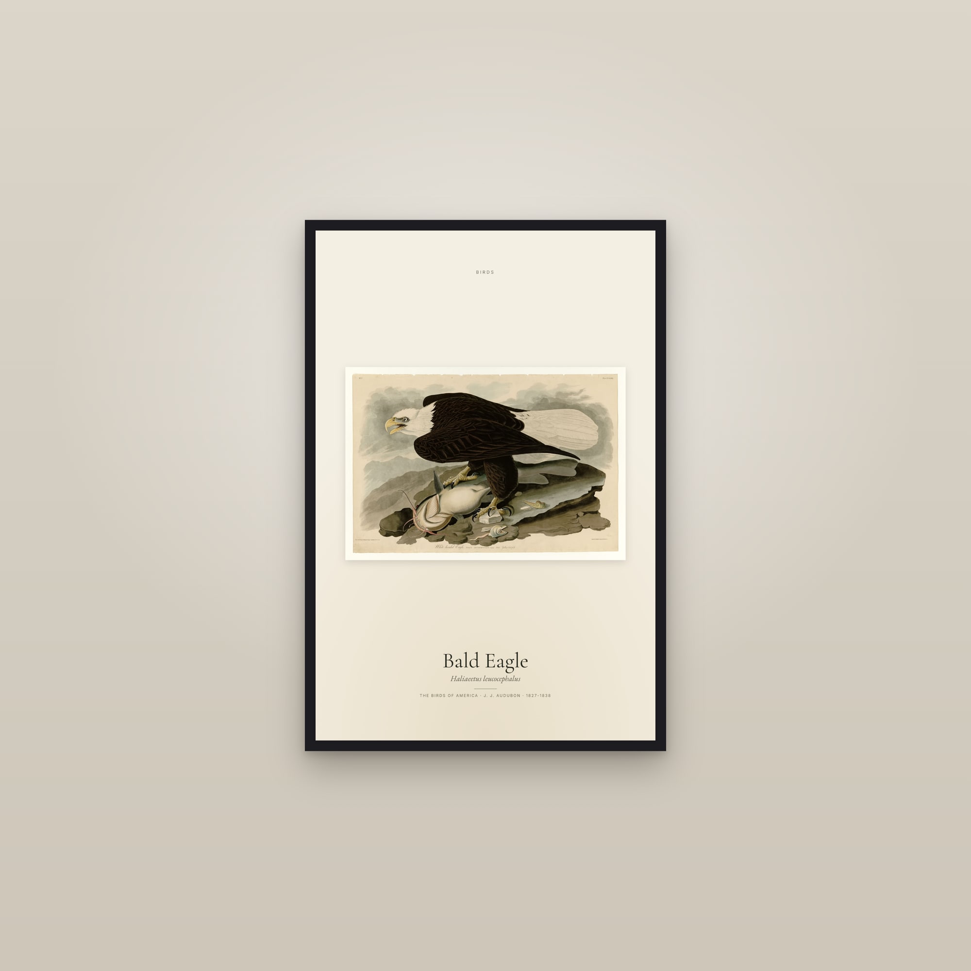 Bald Eagle