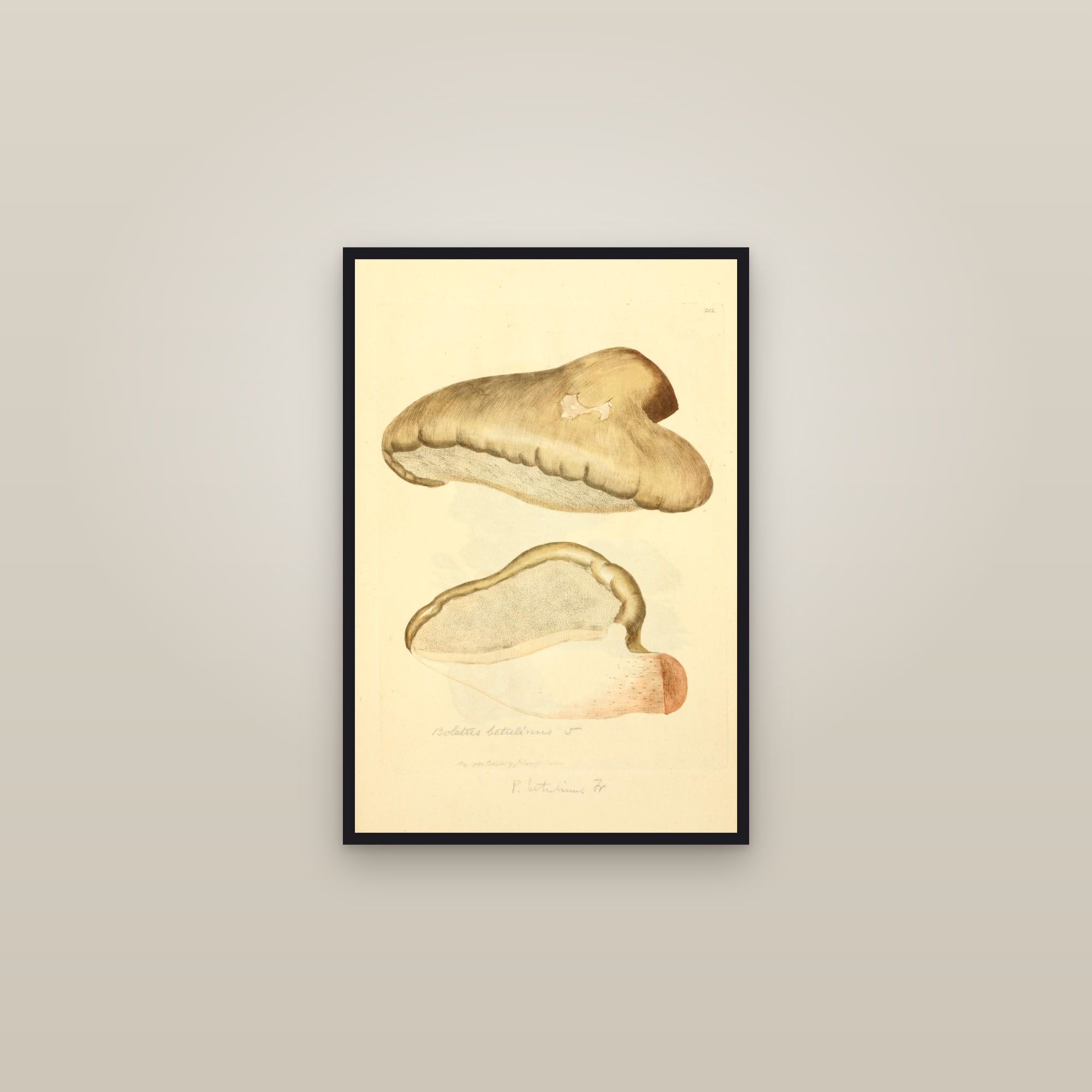 Birch Polypore