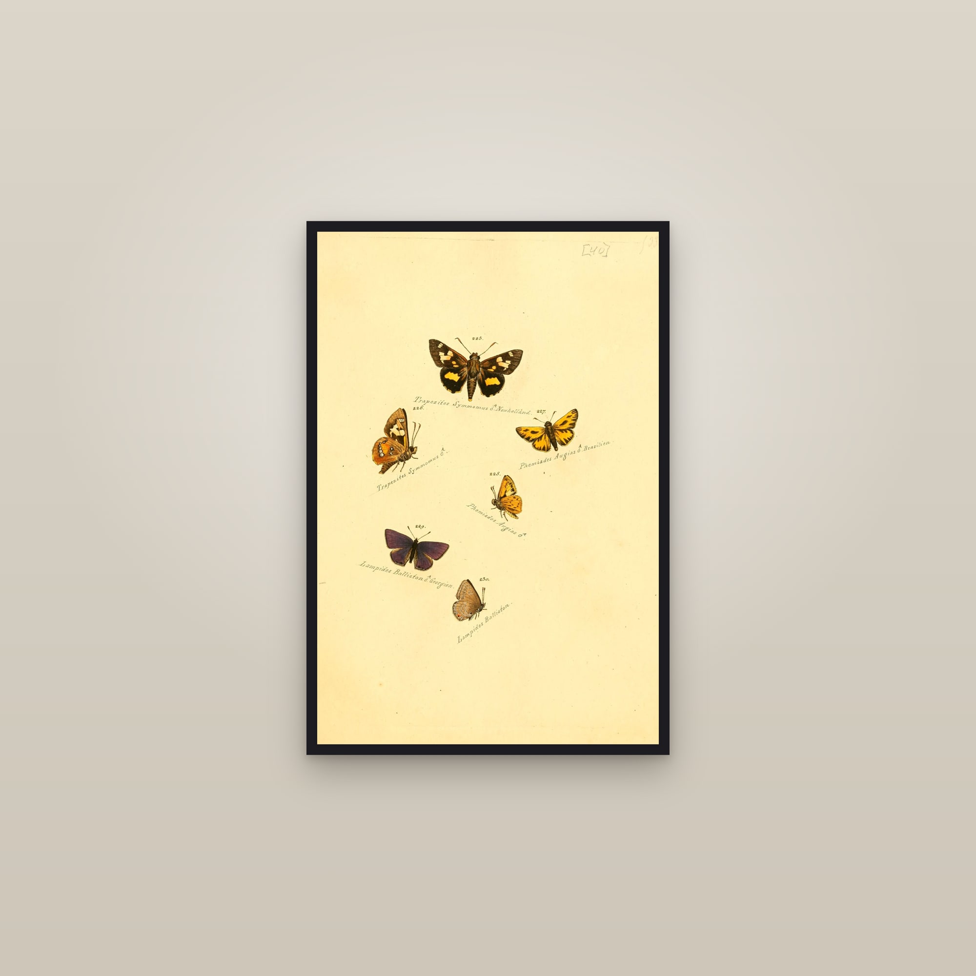 Blue Hairstreak and Burnets