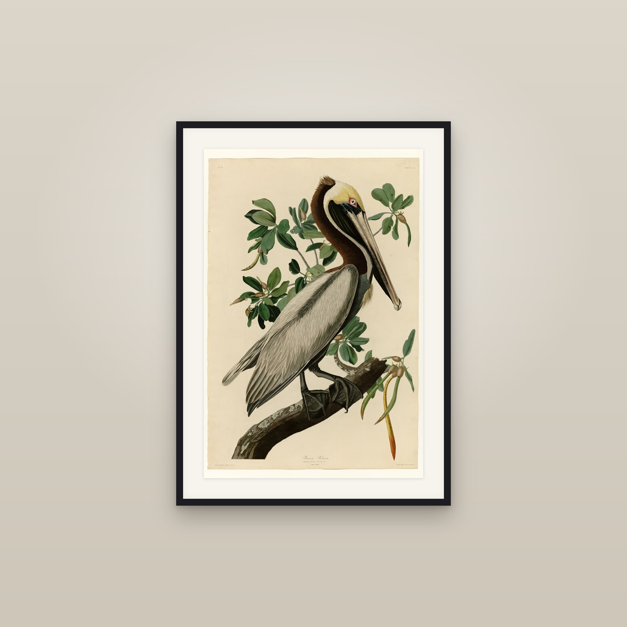 Brown Pelican