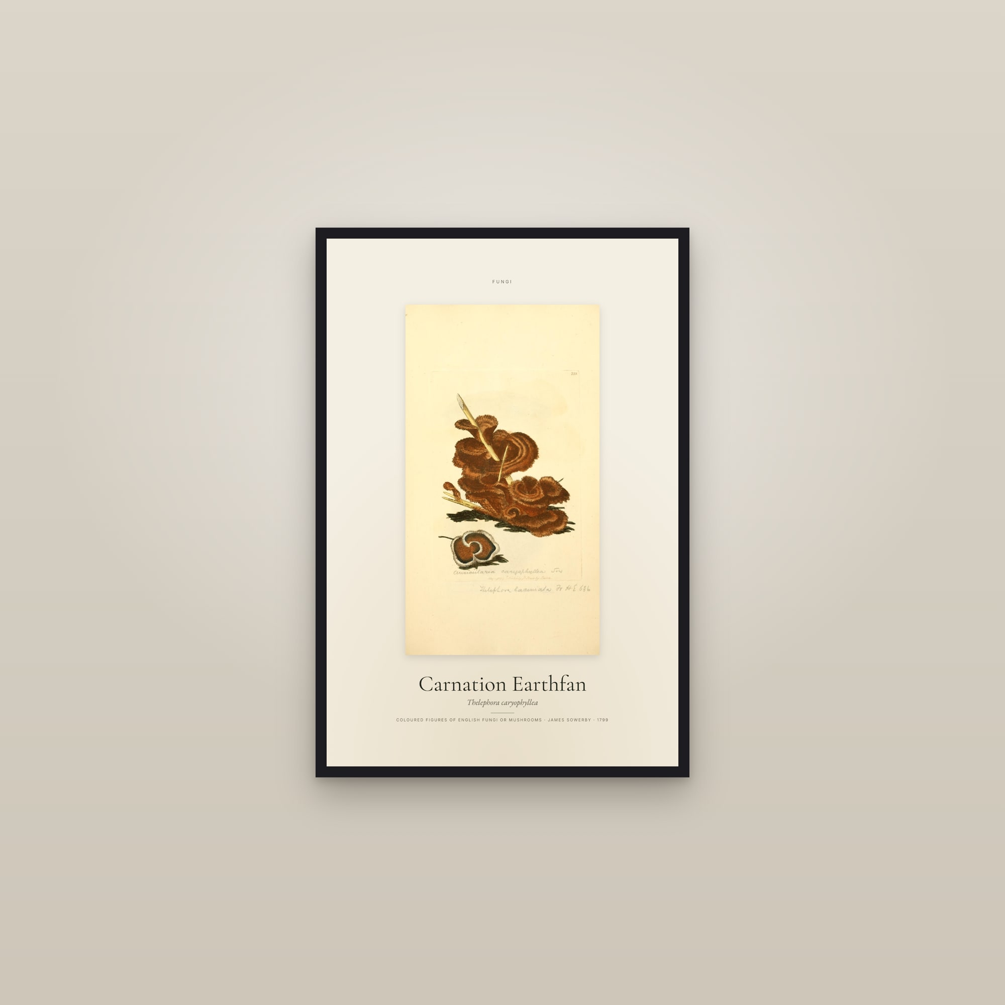 Carnation Earthfan — Specimen