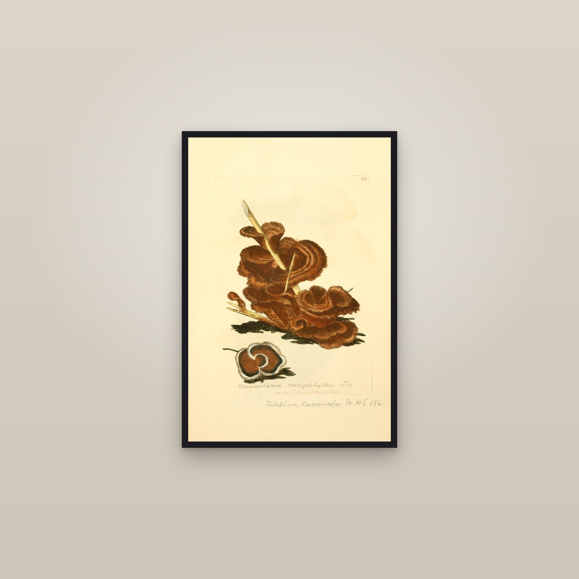 Carnation Earthfan