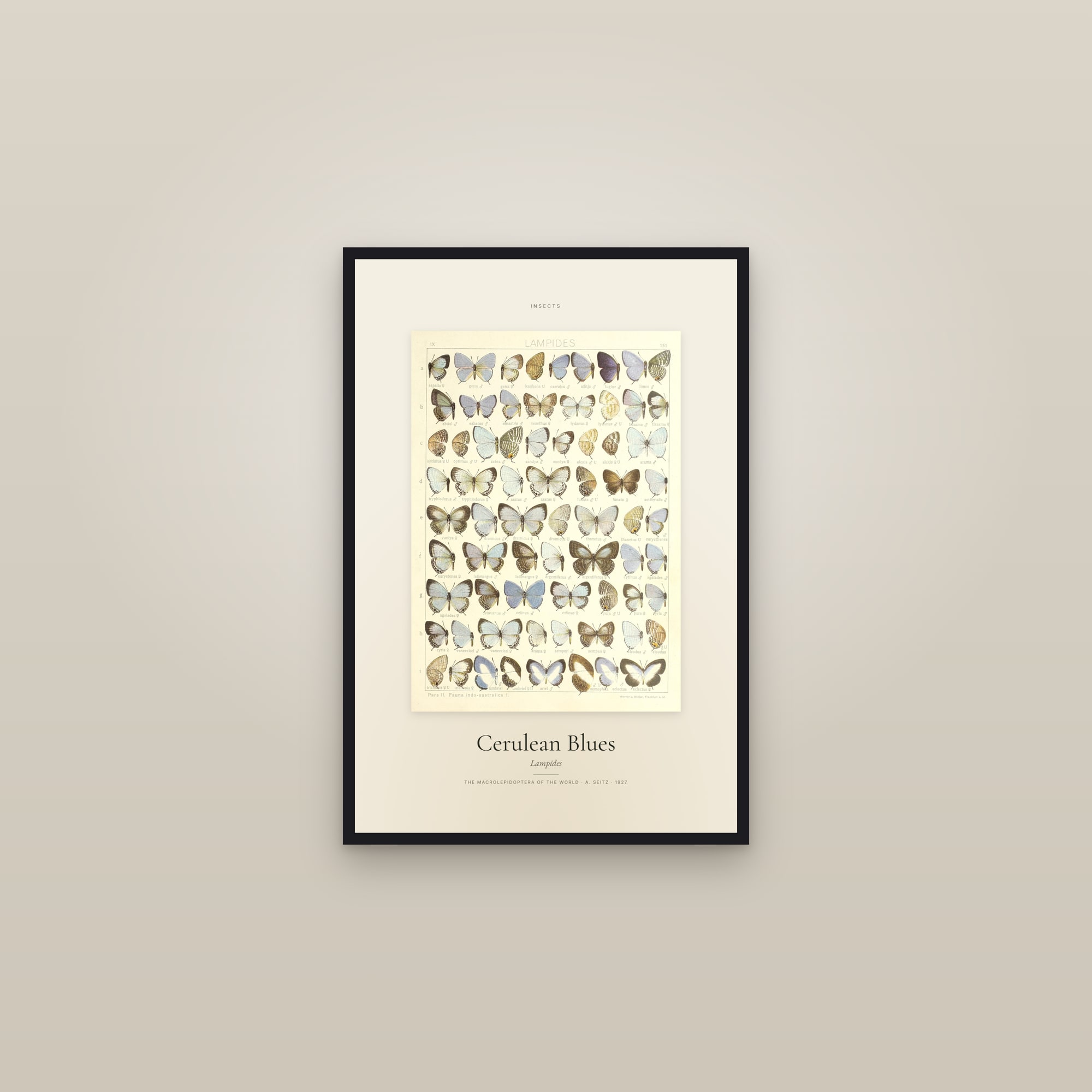 Cerulean Blues — Specimen