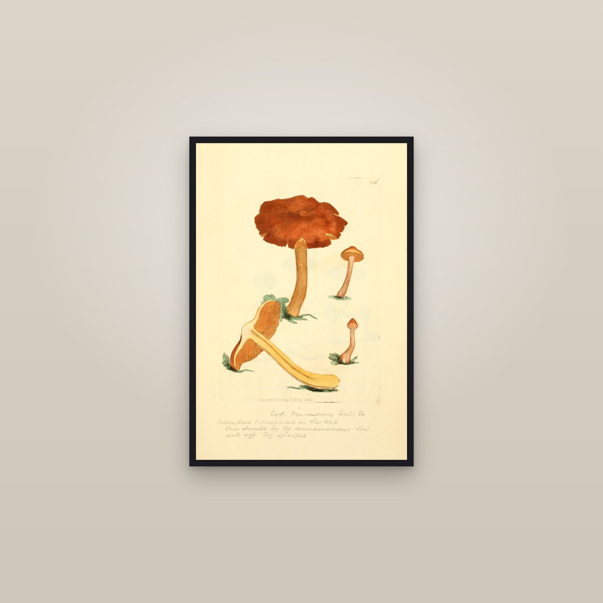 Cinnamon Webcap