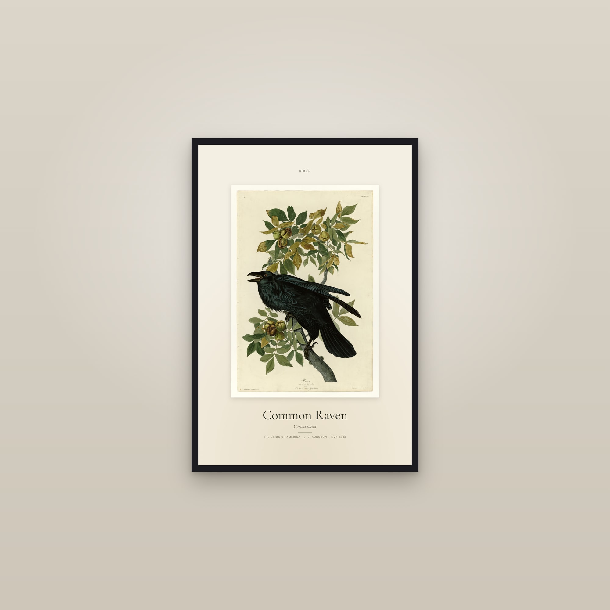 Common Raven — Specimen