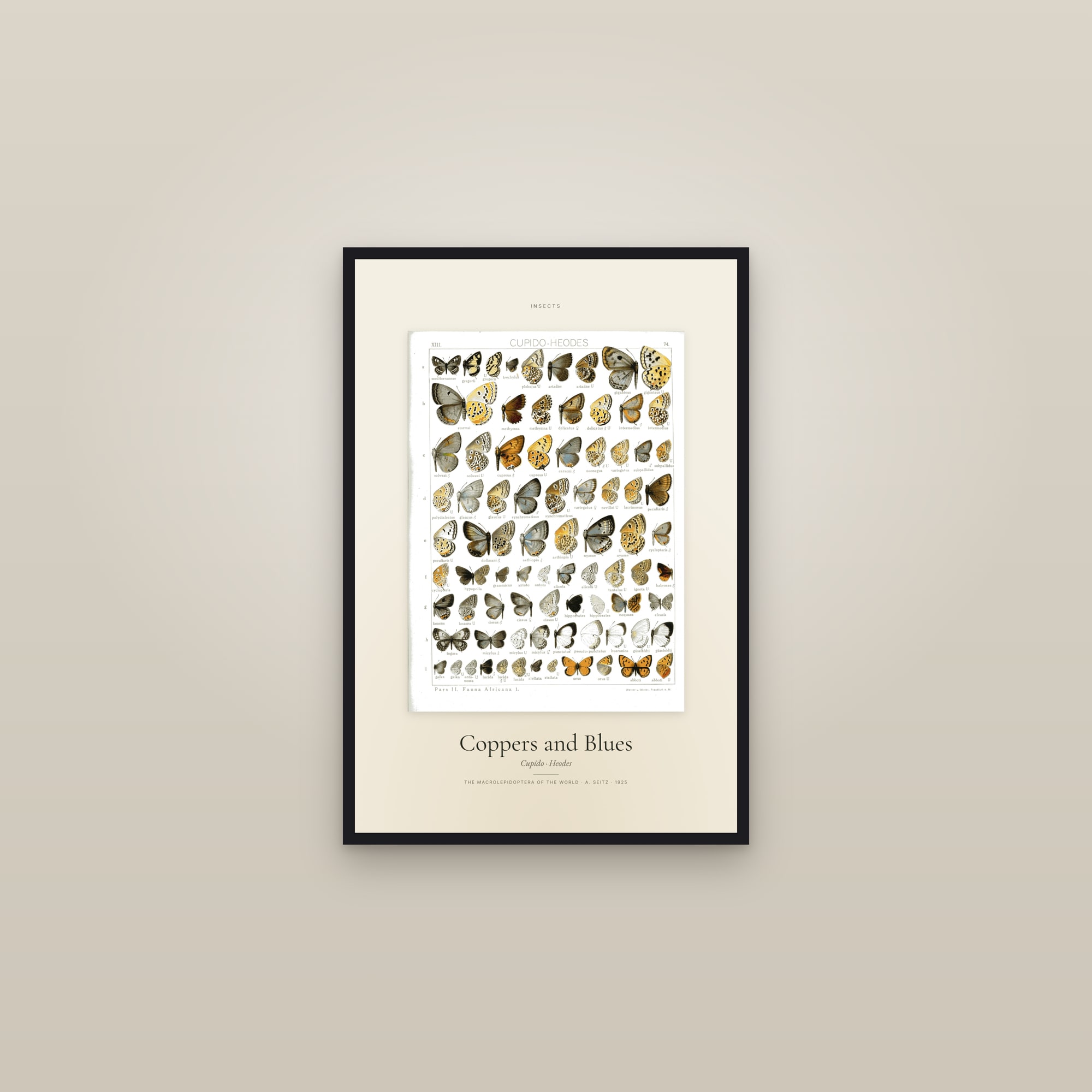 Coppers and Blues — Specimen