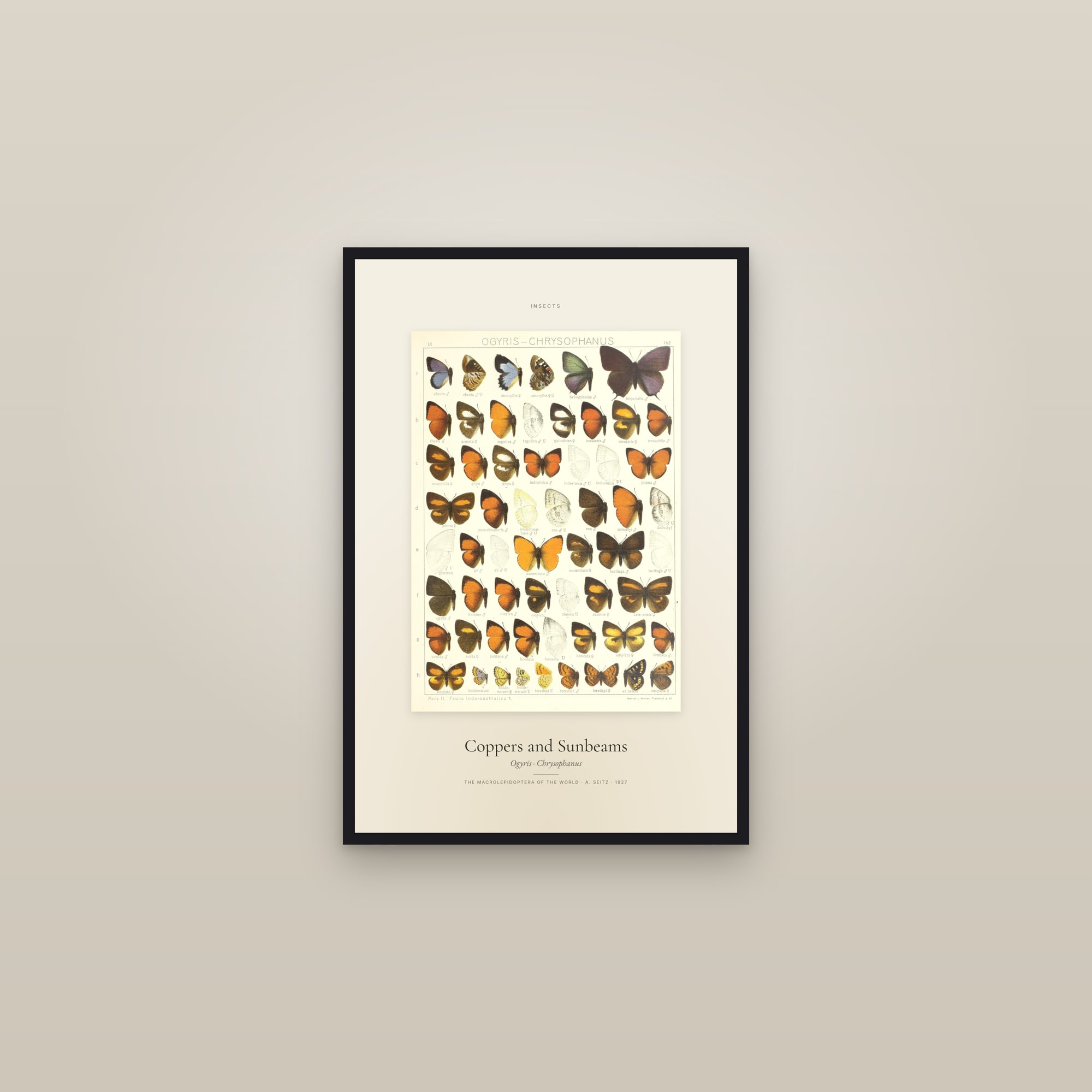 Coppers and Sunbeams — Specimen
