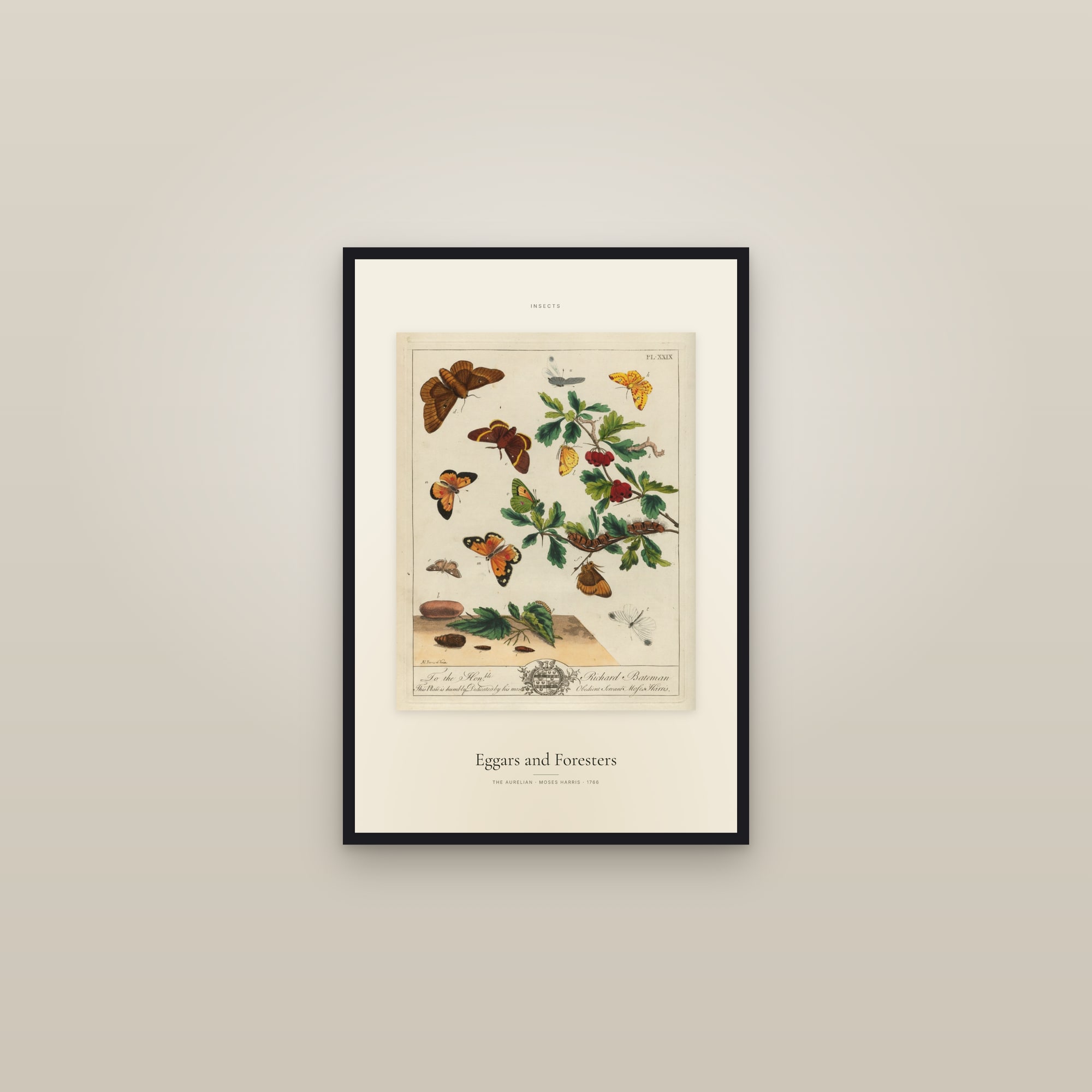 Eggars and Foresters — Specimen