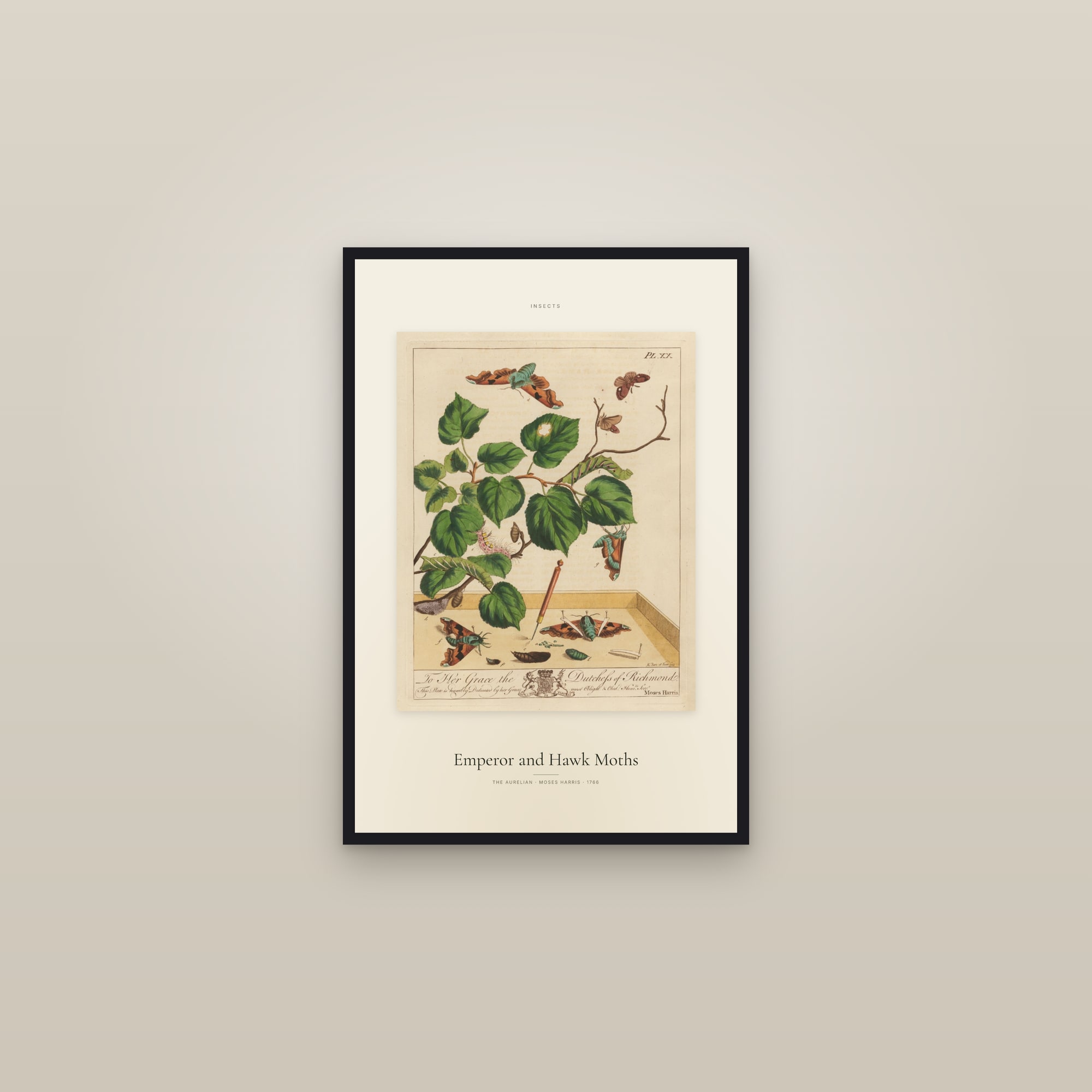 Emperor and Hawk Moths — Specimen