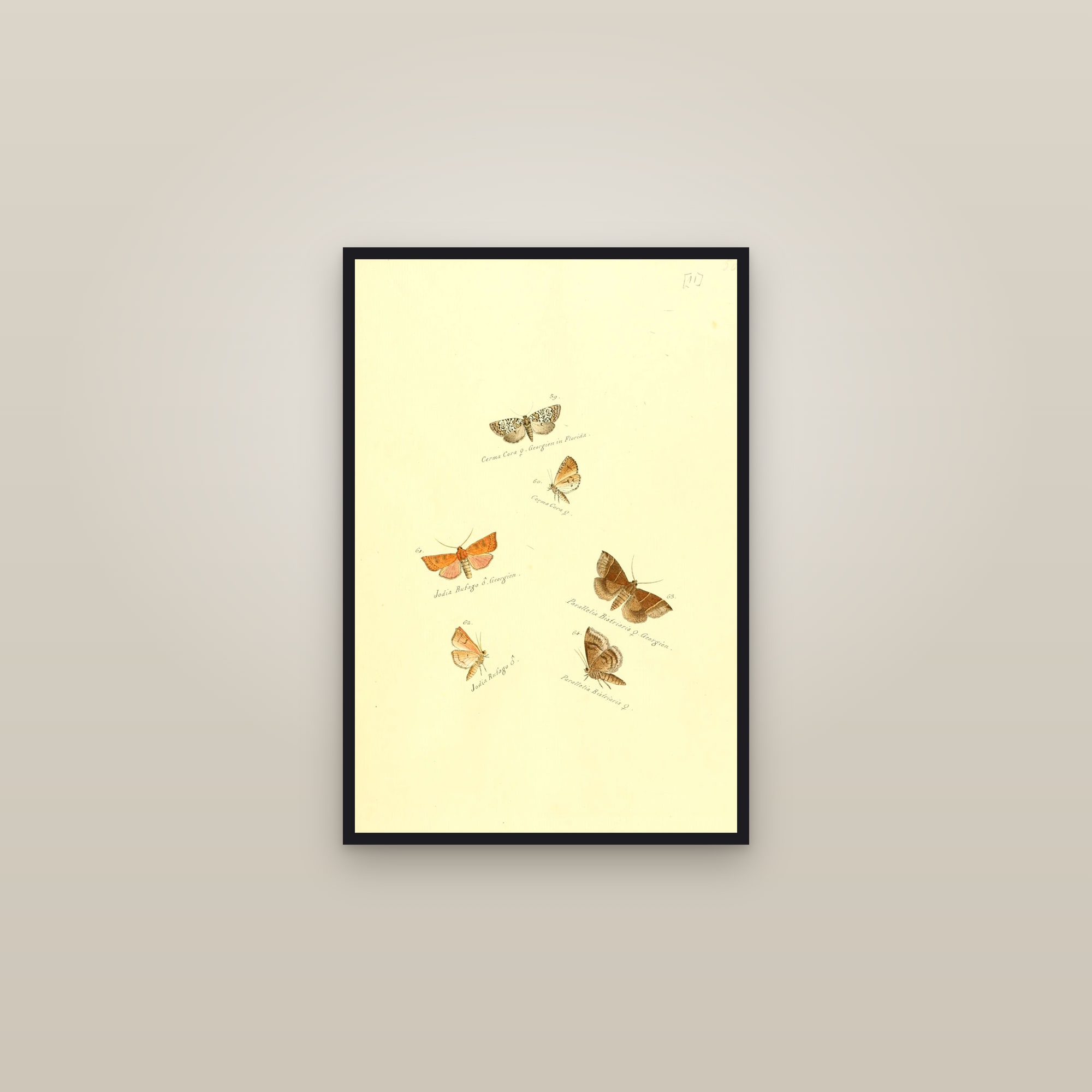 Exotic Moths