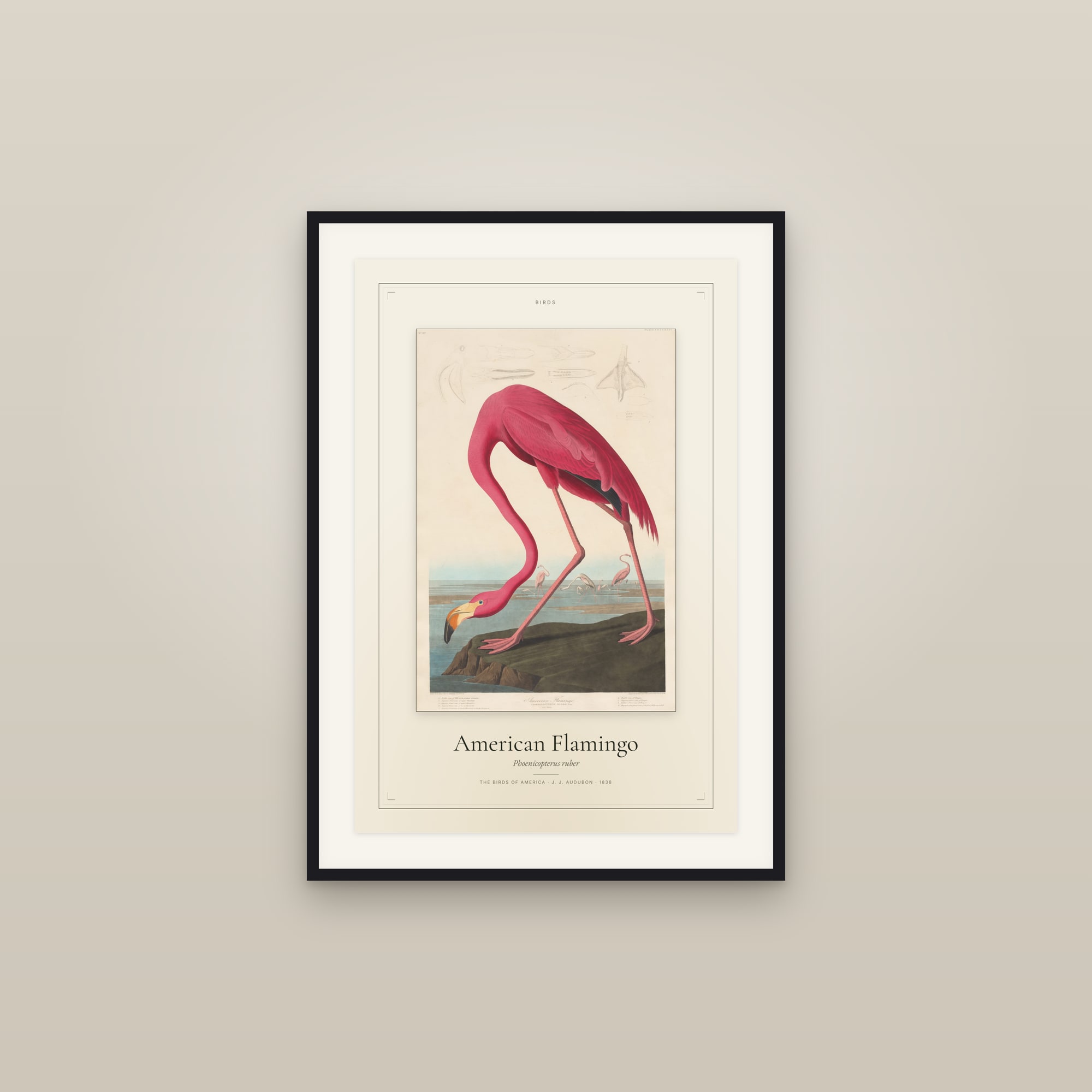 American Flamingo