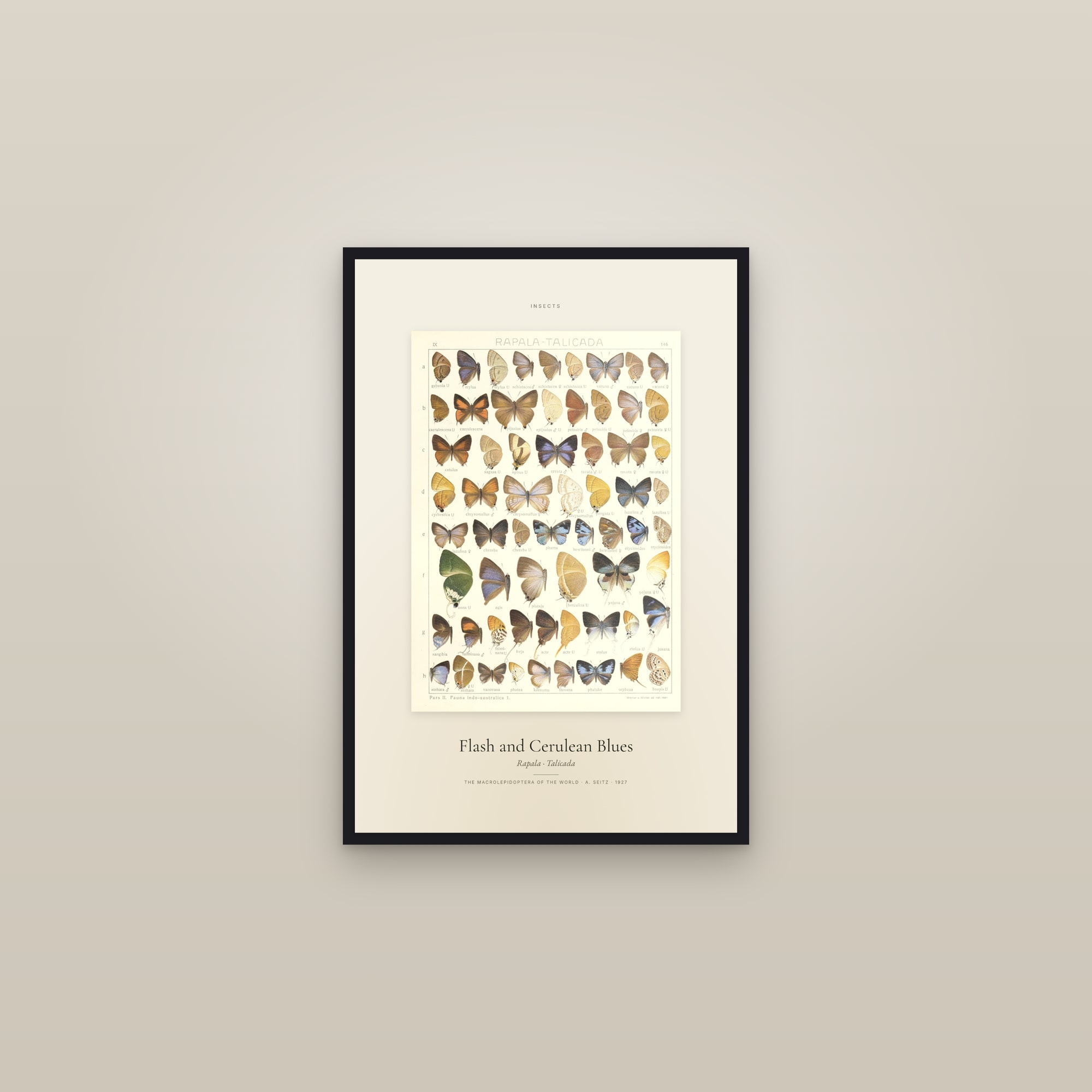 Flash and Cerulean Blues — Specimen