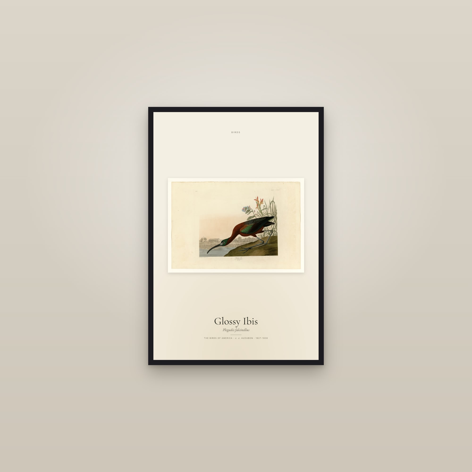Glossy Ibis
