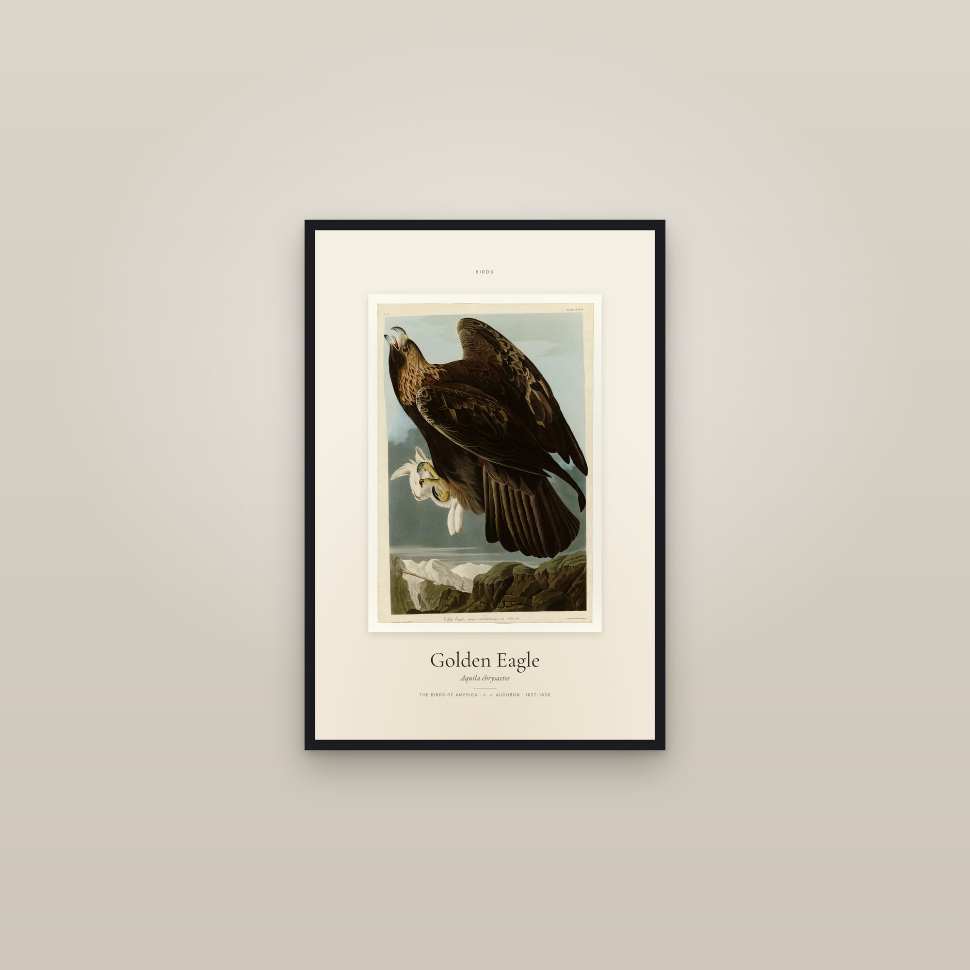 Golden Eagle — Specimen