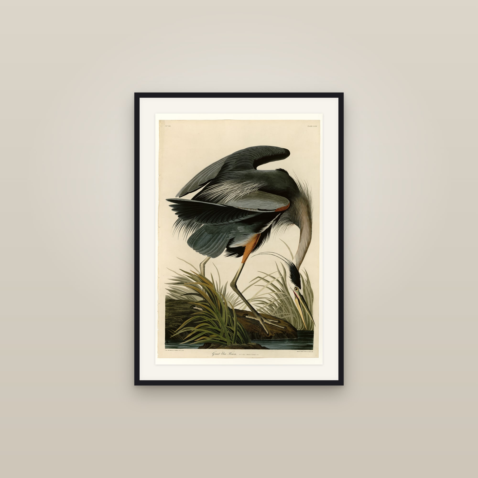 Great Blue Heron
