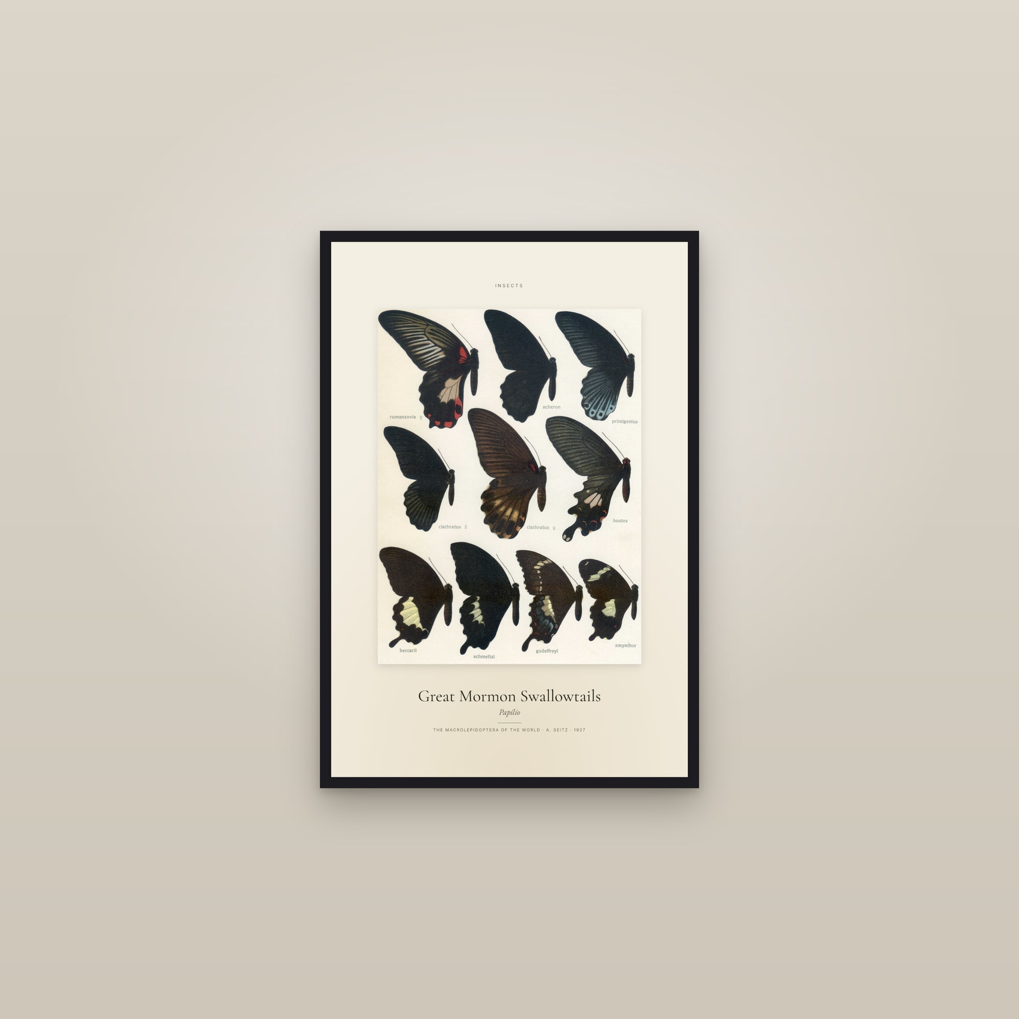 Great Mormon Swallowtails — Specimen