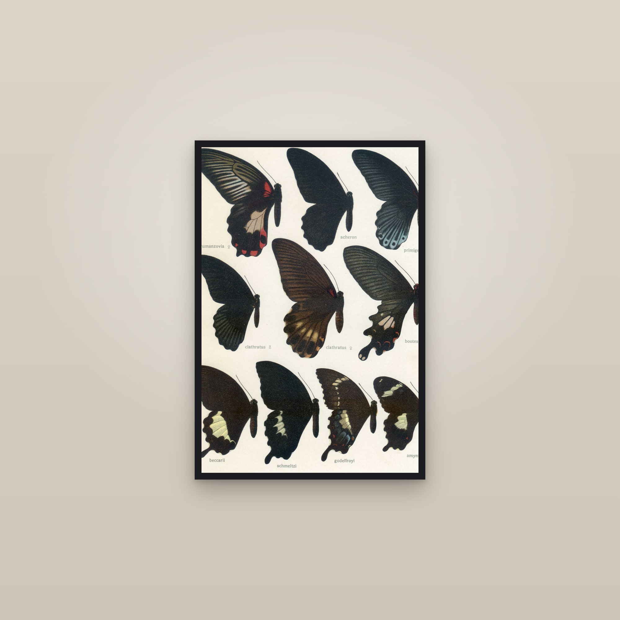 Great Mormon Swallowtails