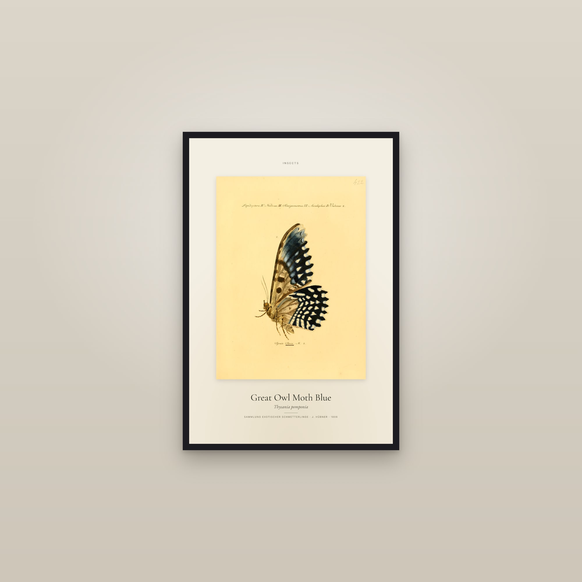 Great Owl Moth Blue — Specimen
