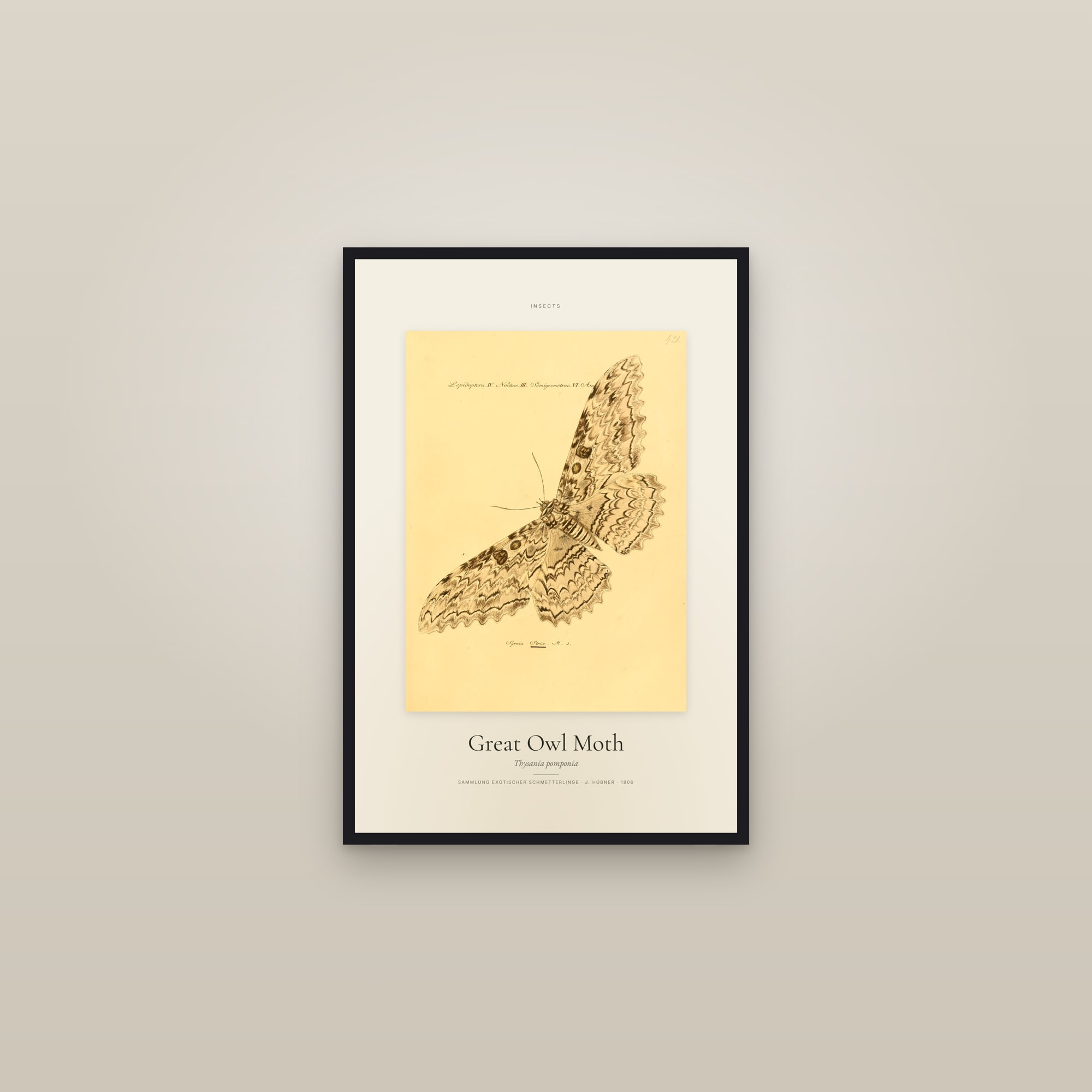Great Owl Moth — Specimen