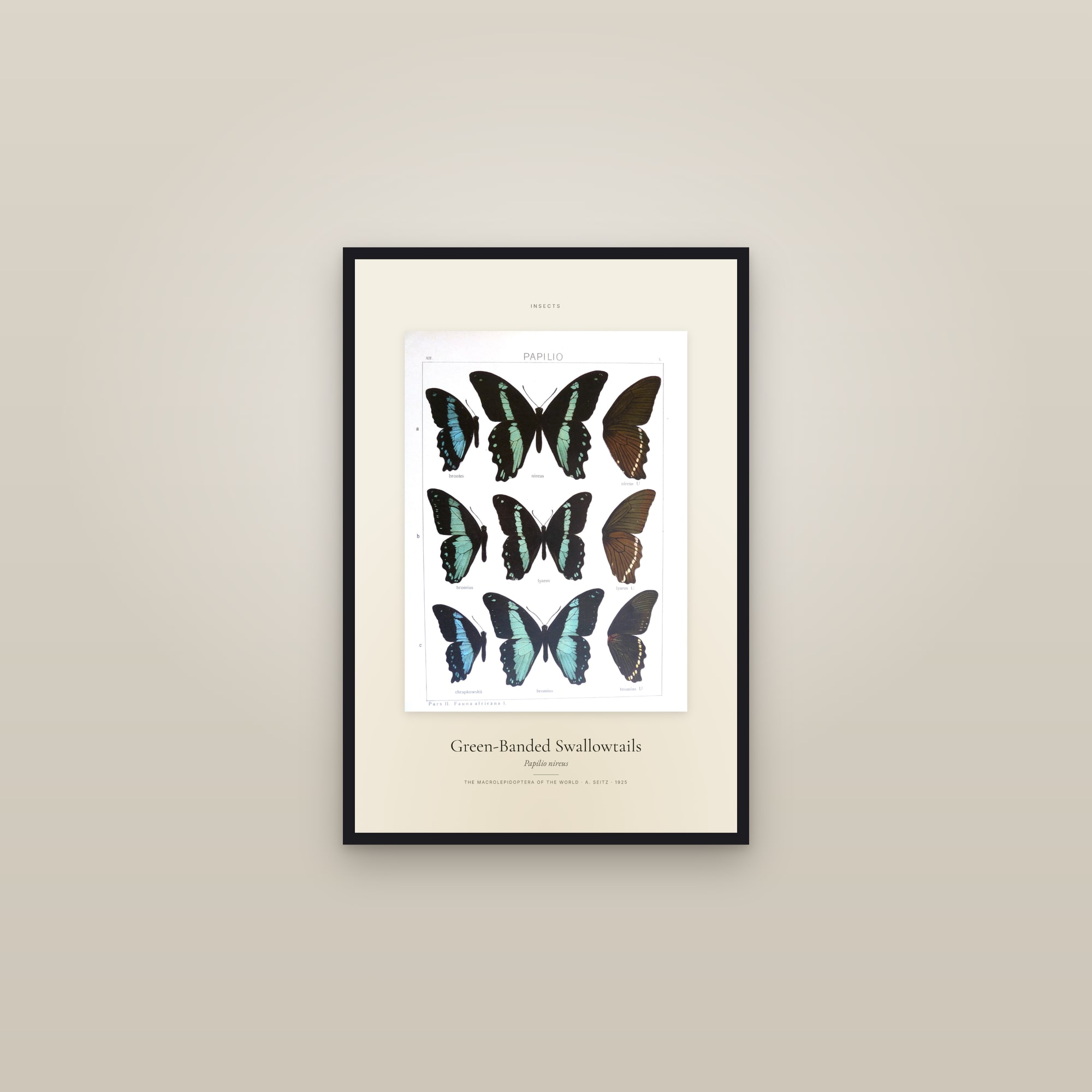 Green-Banded Swallowtails — Specimen