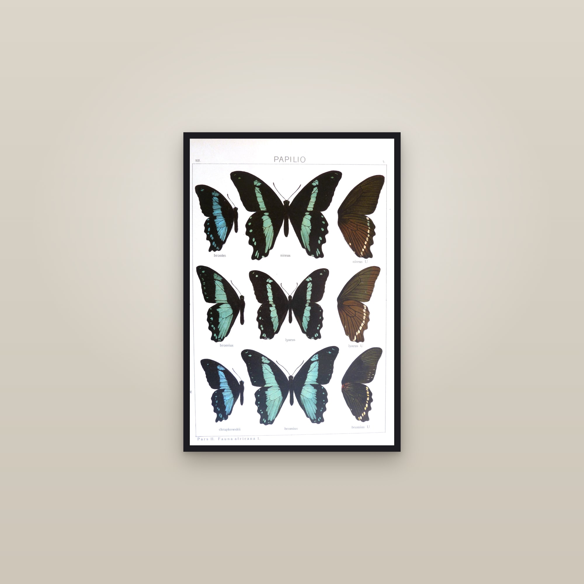 Green-Banded Swallowtails