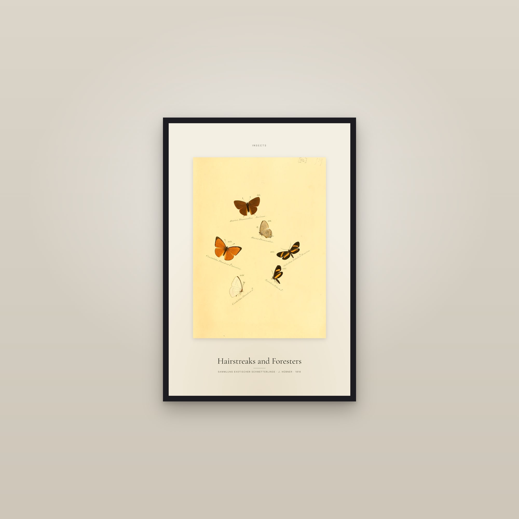 Hairstreaks and Foresters — Specimen