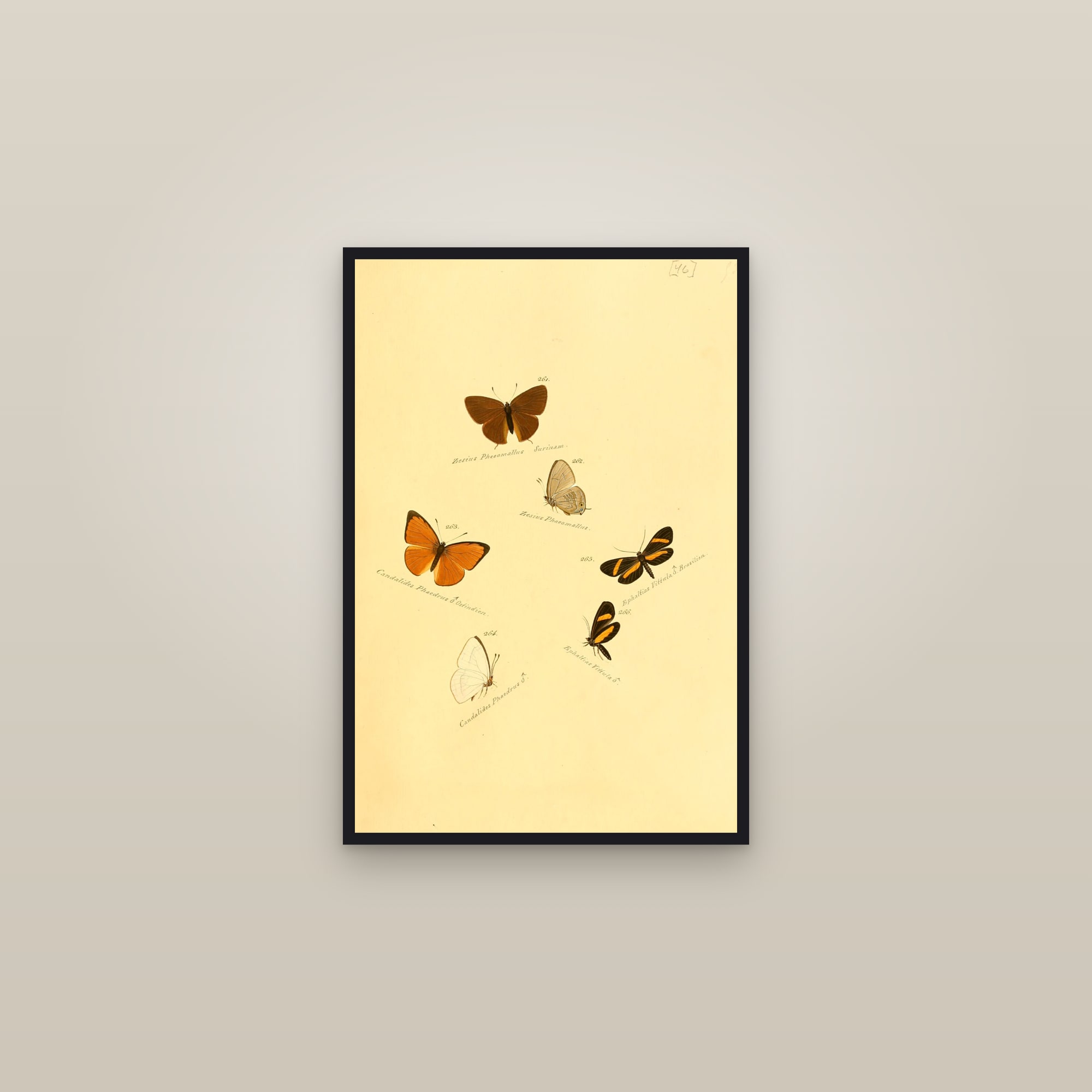 Hairstreaks and Foresters