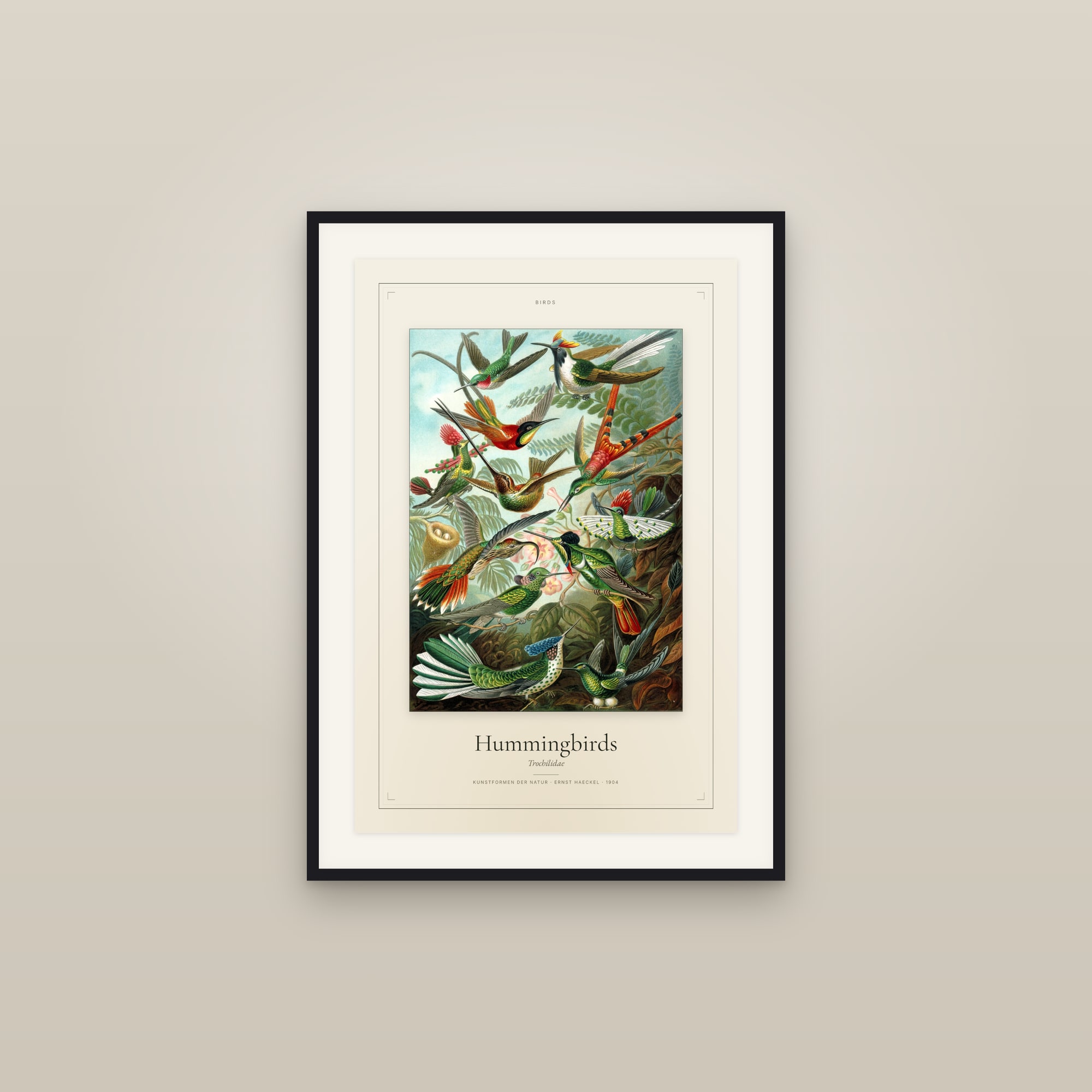 Hummingbirds