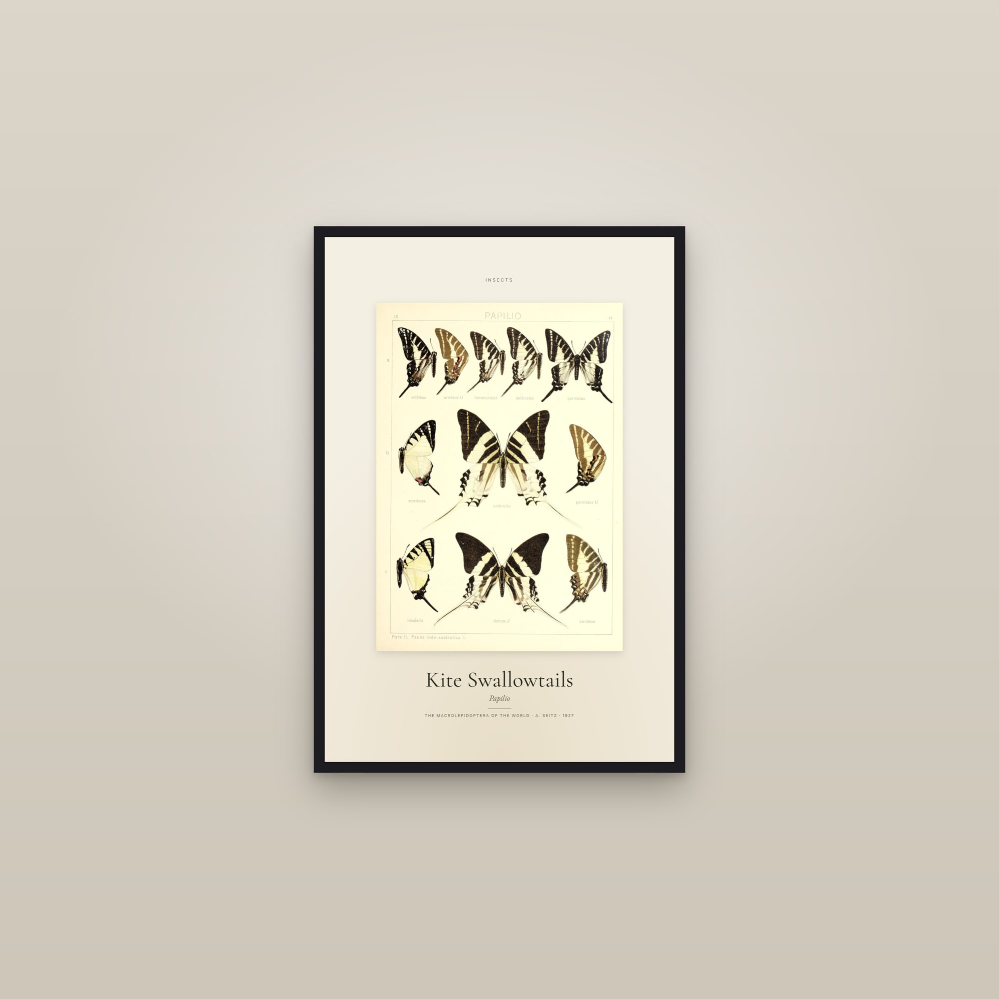 Kite Swallowtails — Specimen