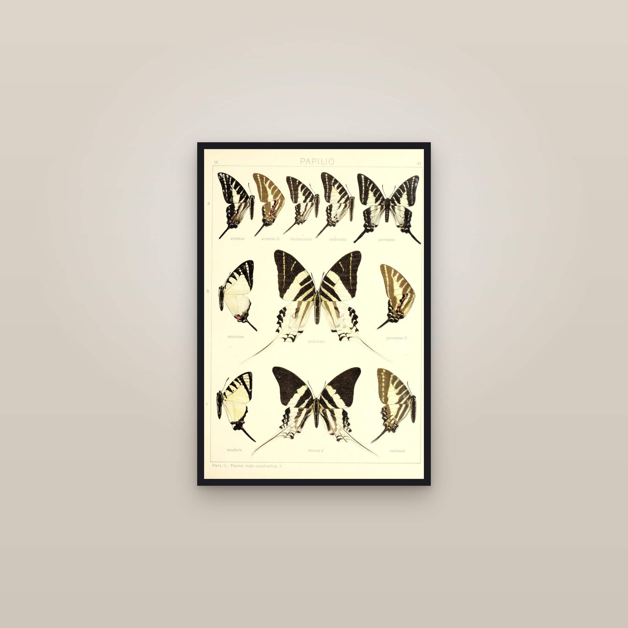 Kite Swallowtails