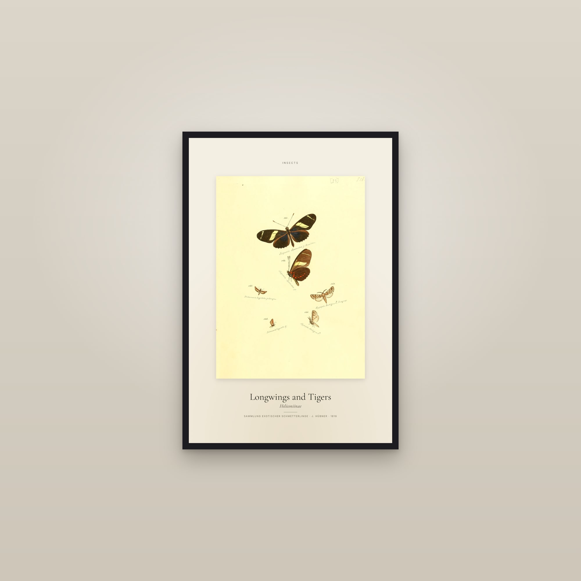 Longwings and Tigers — Specimen