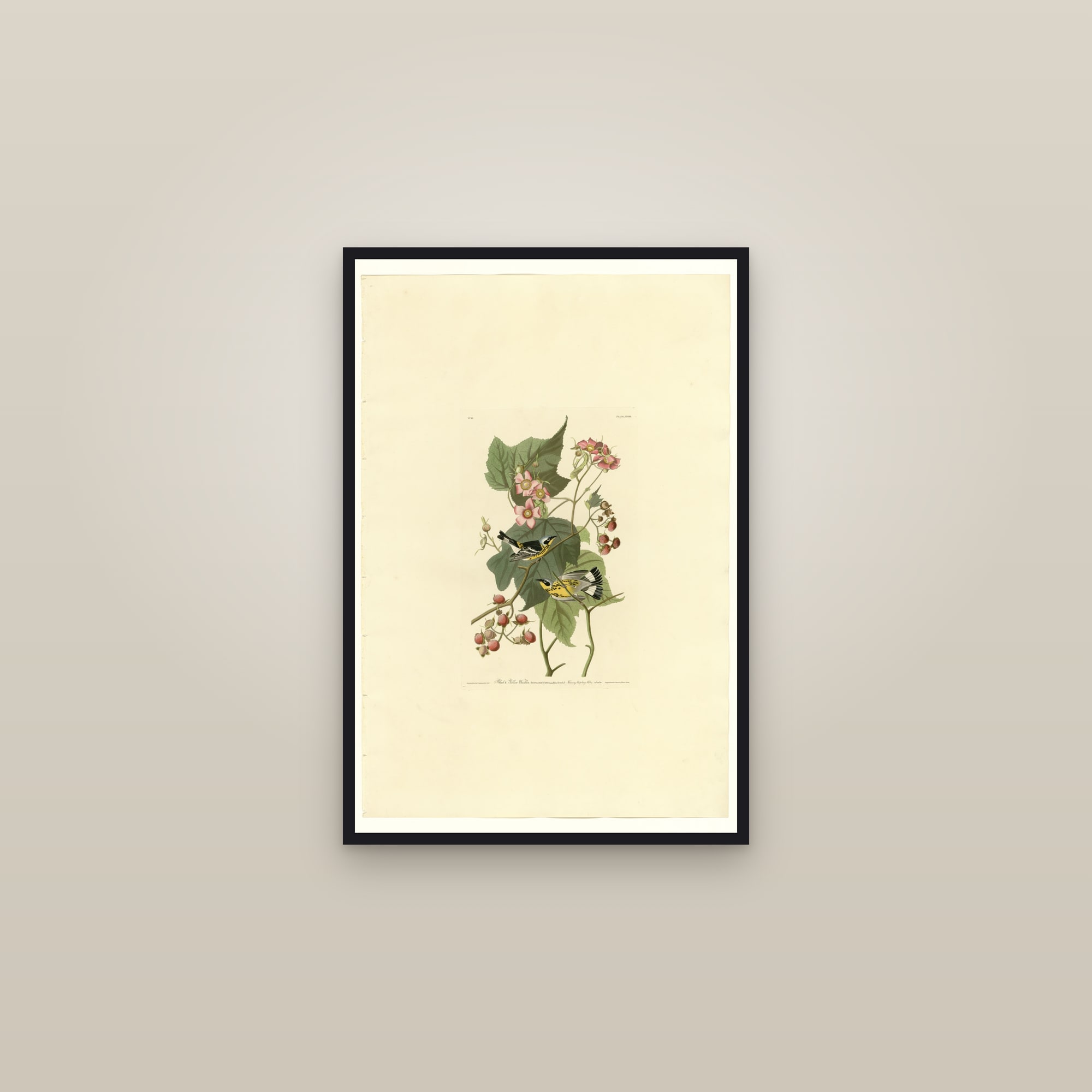 Magnolia Warbler