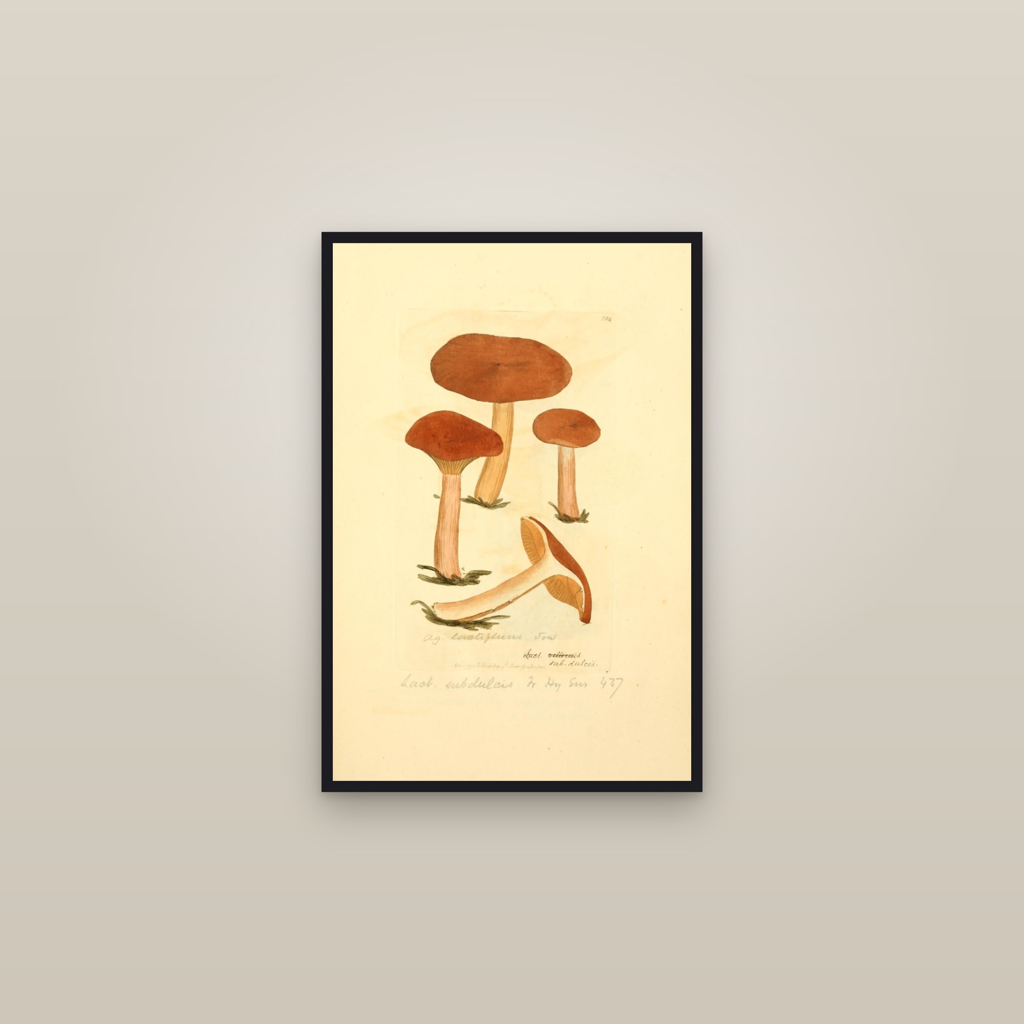 Mild Milkcap