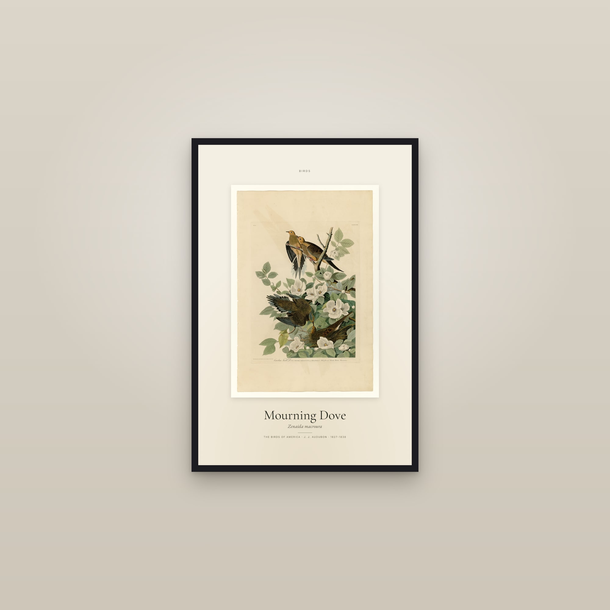 Mourning Dove — Specimen