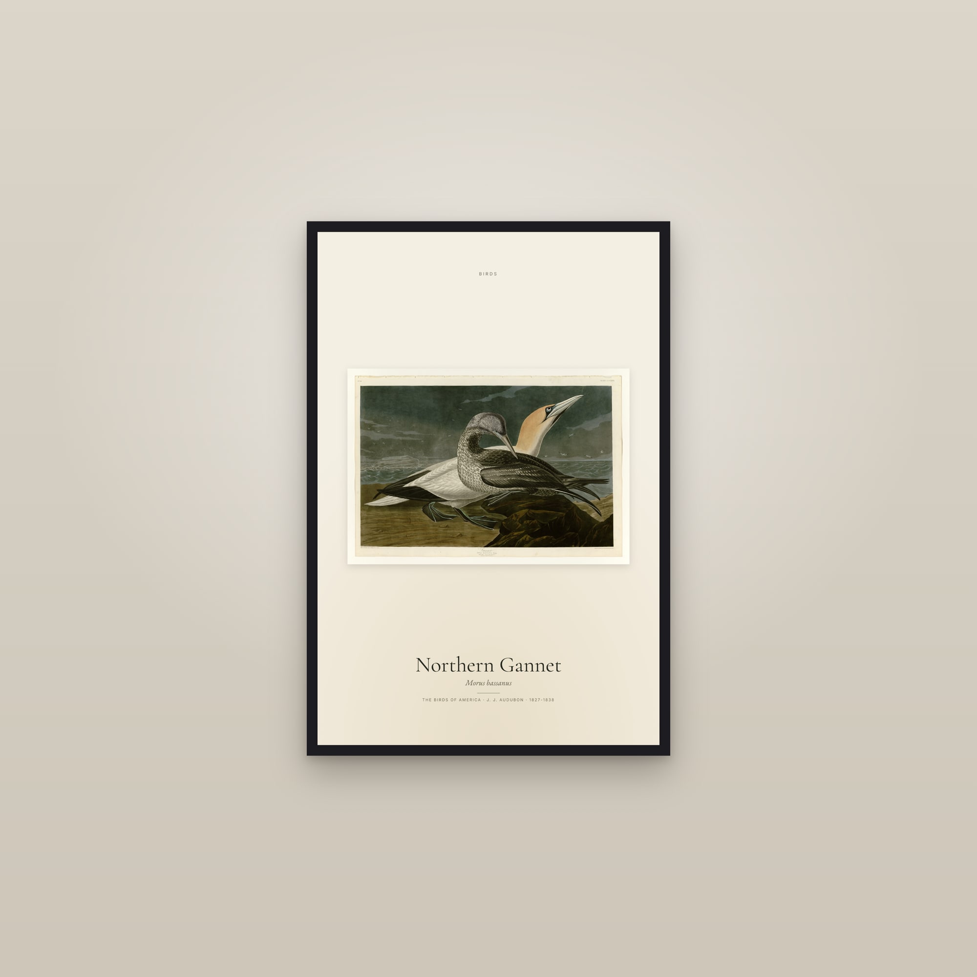 Northern Gannet