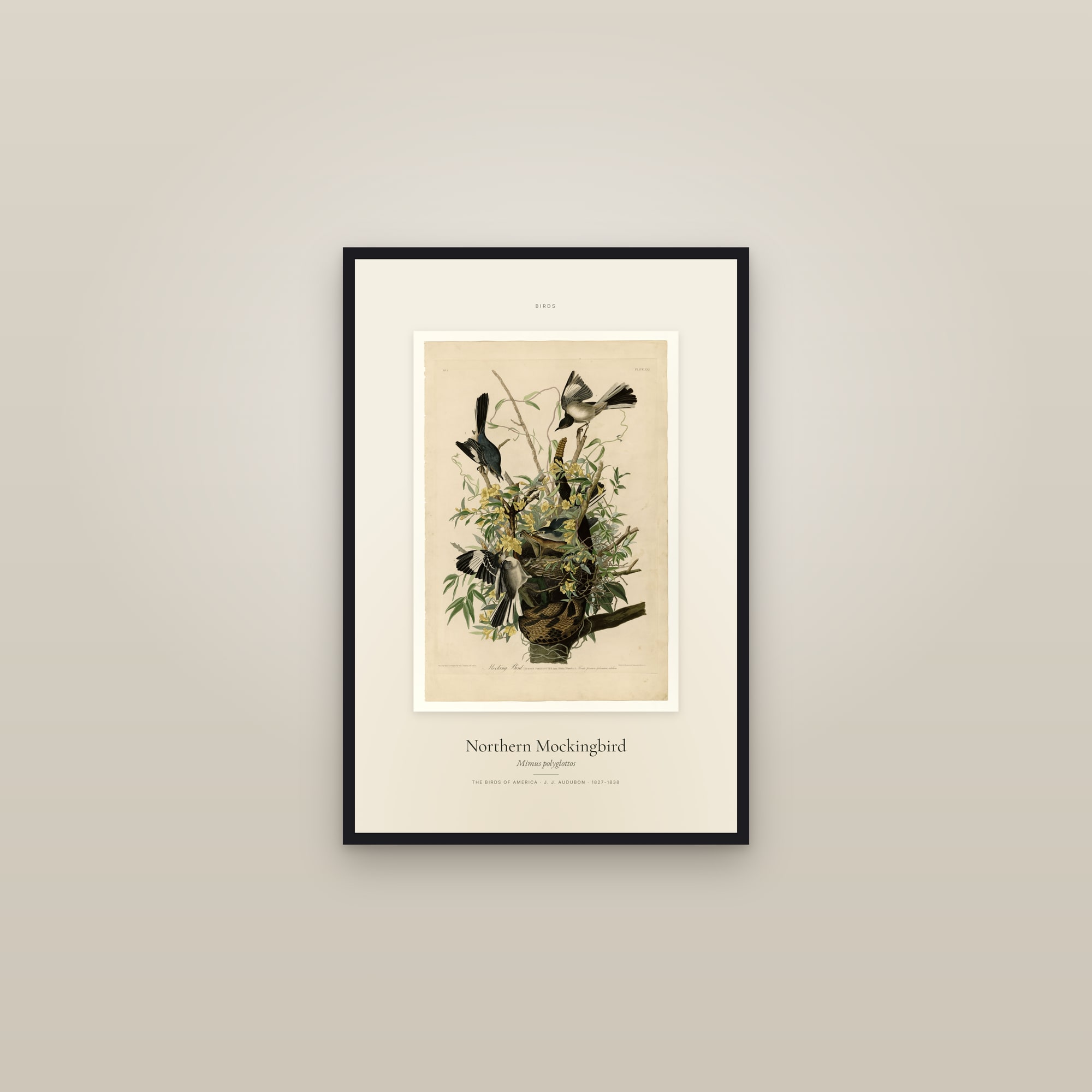 Northern Mockingbird — Specimen