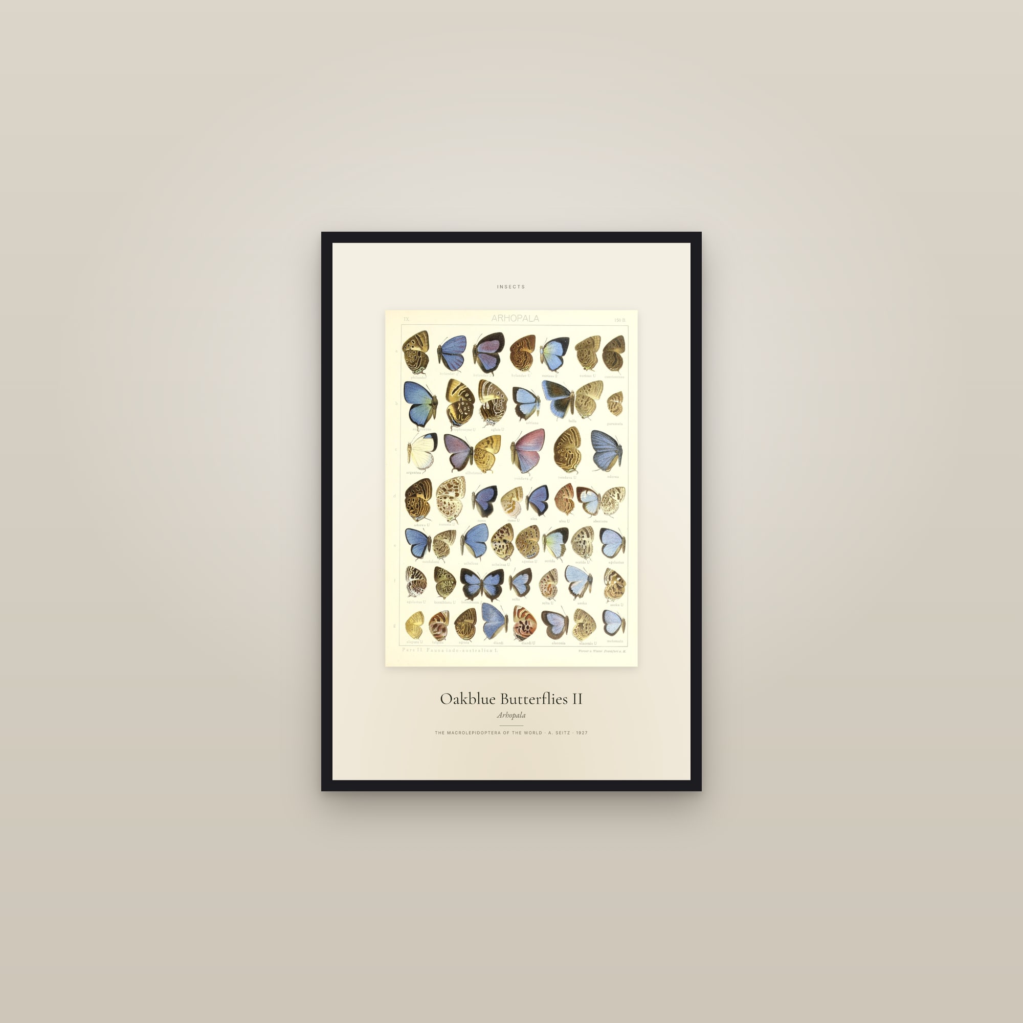 Oakblue Butterflies II — Specimen