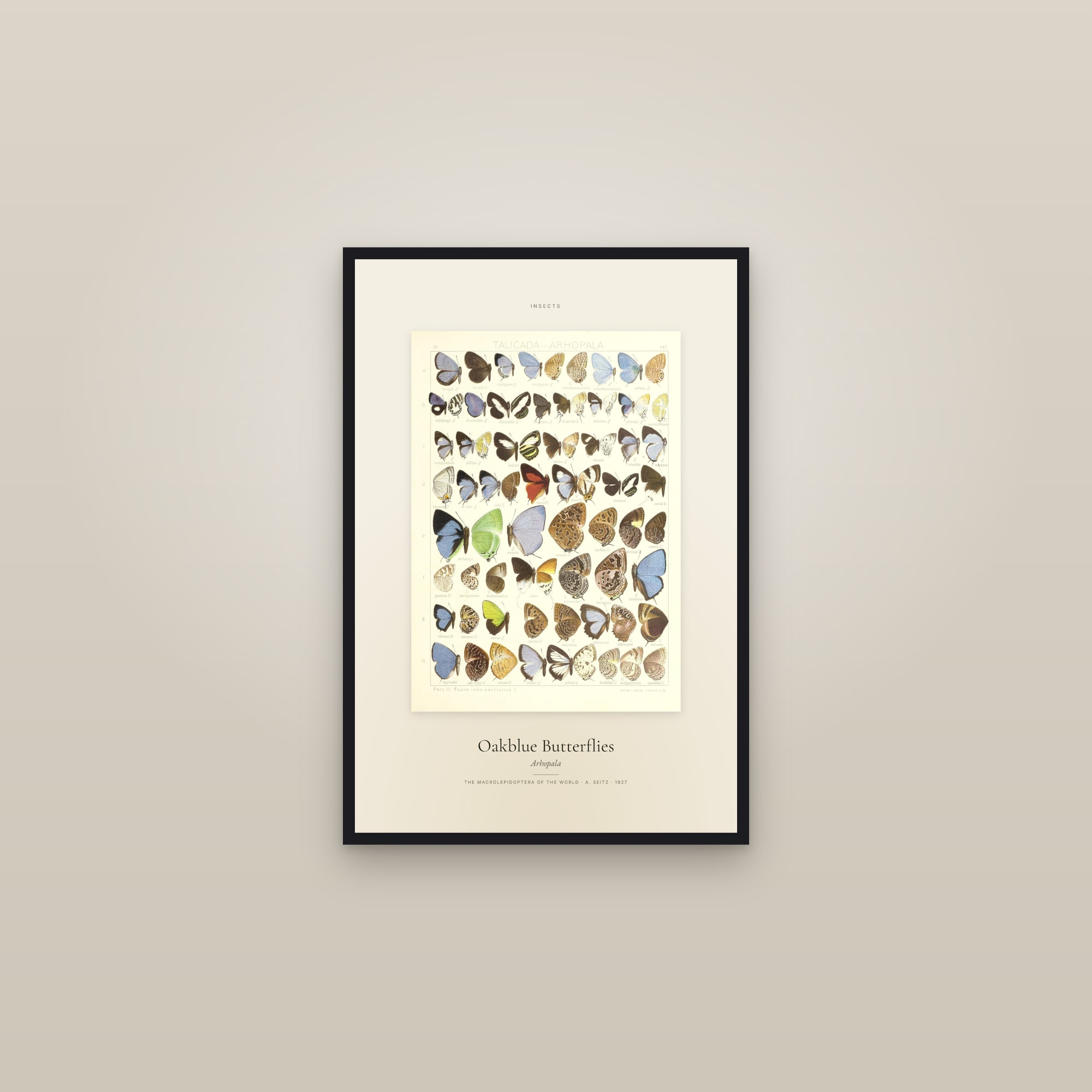 Oakblue Butterflies — Specimen