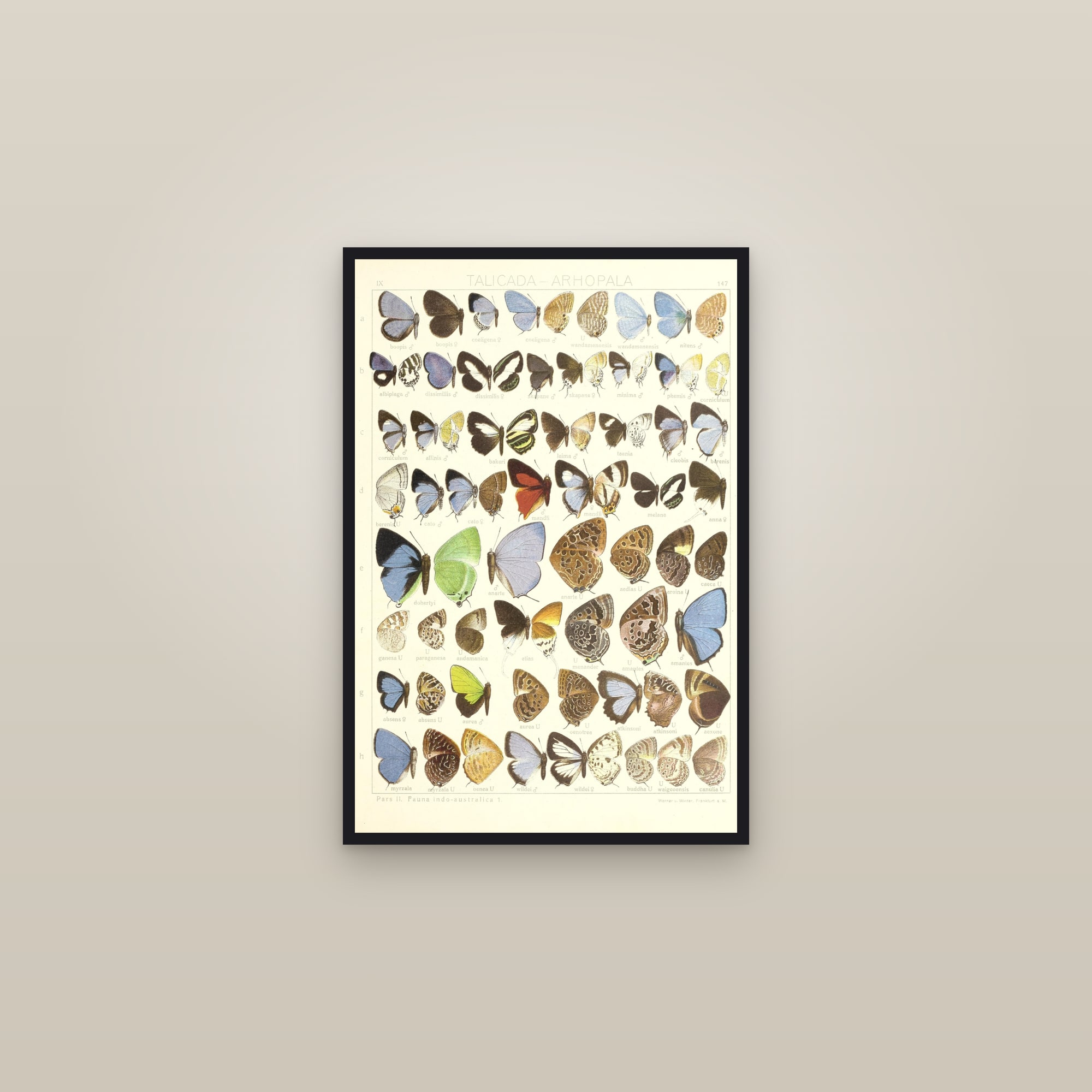 Oakblue Butterflies