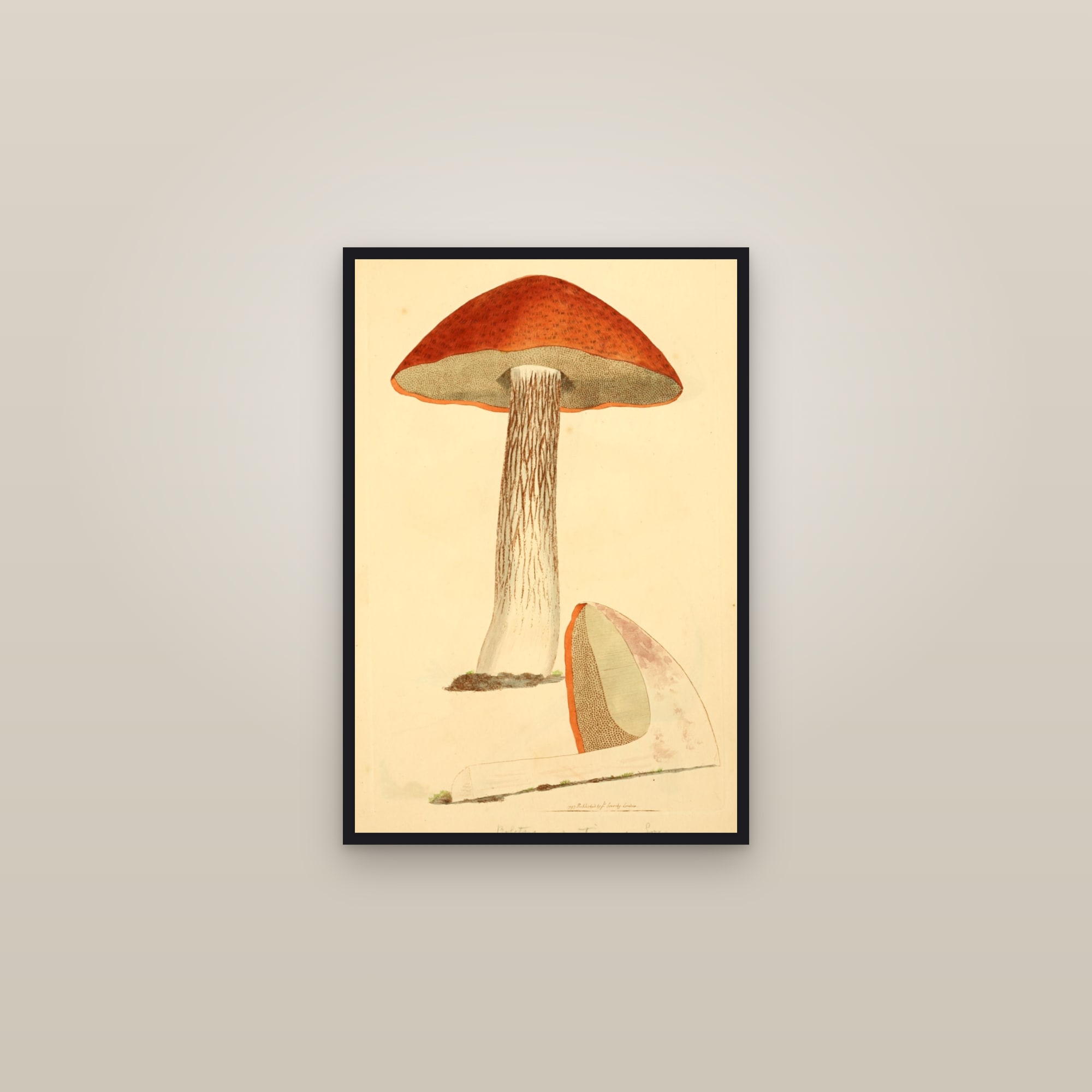 Orange Oak Bolete