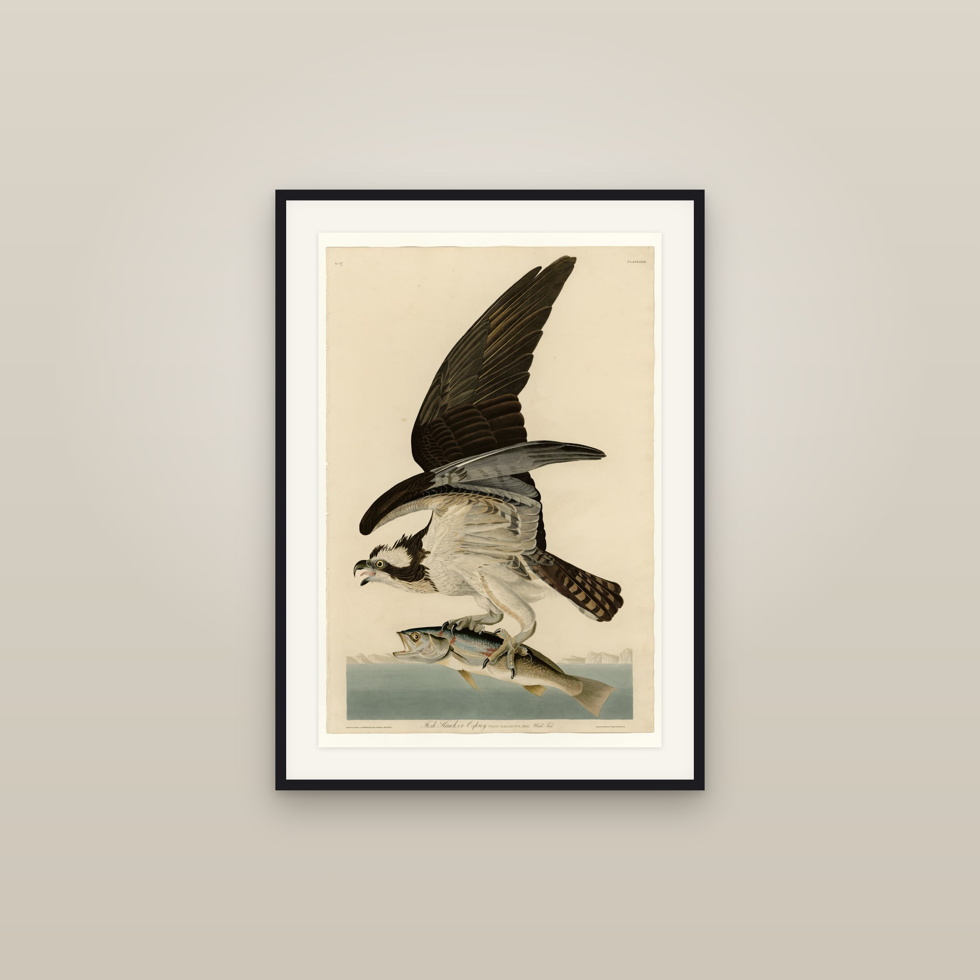 Osprey