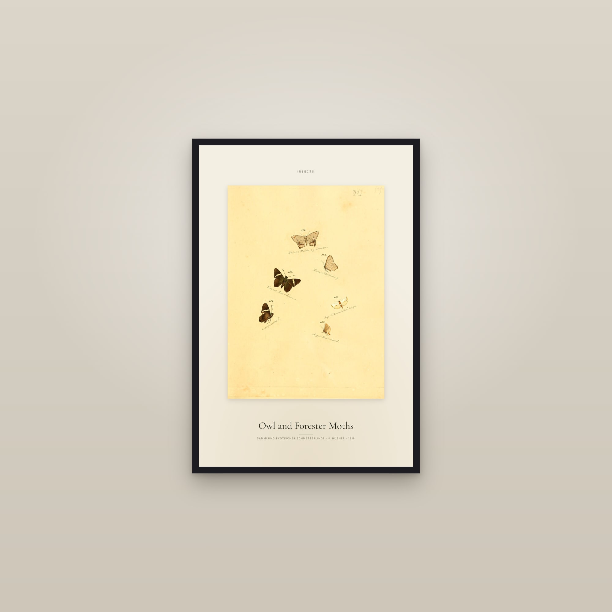 Owl and Forester Moths — Specimen