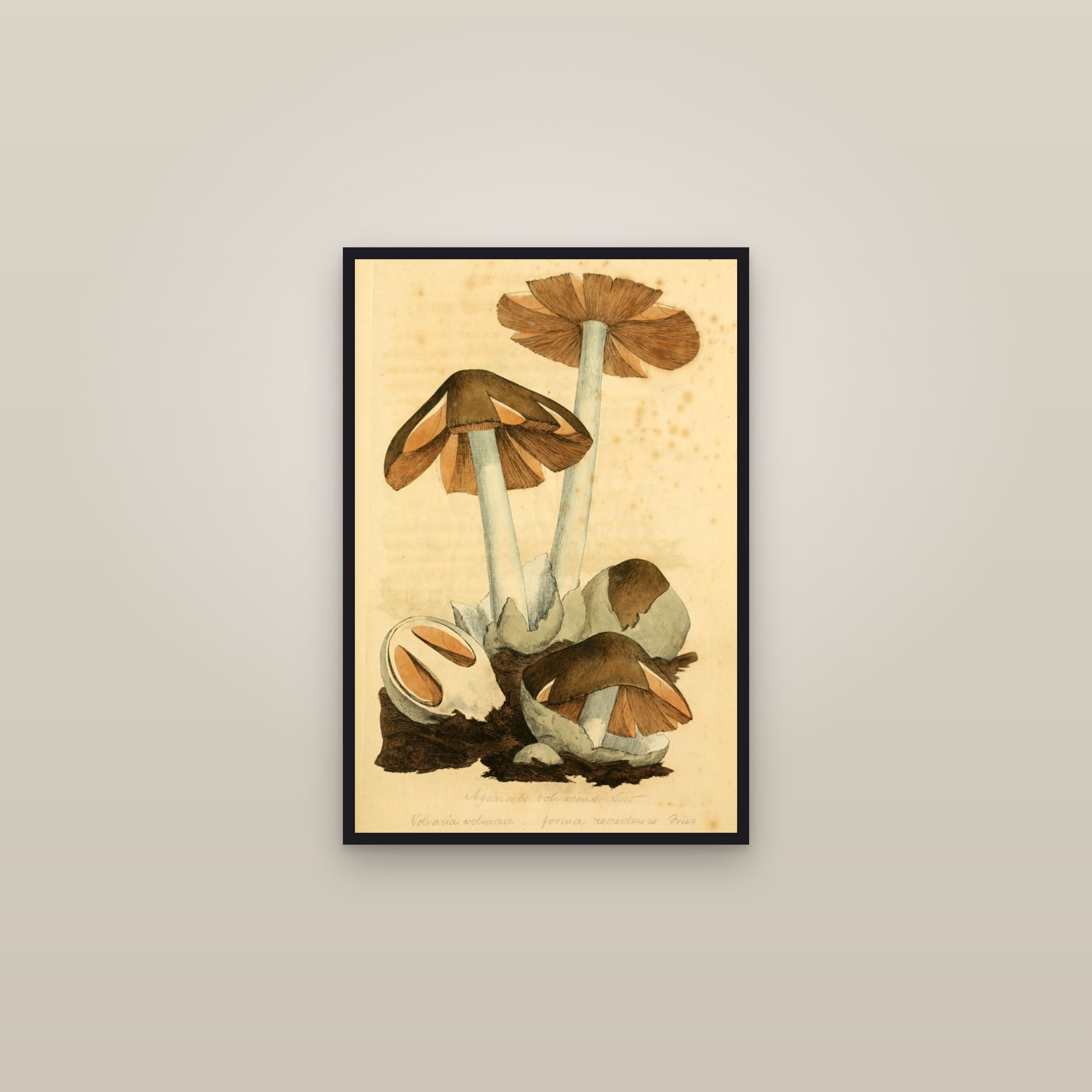 Paddy Straw Mushroom