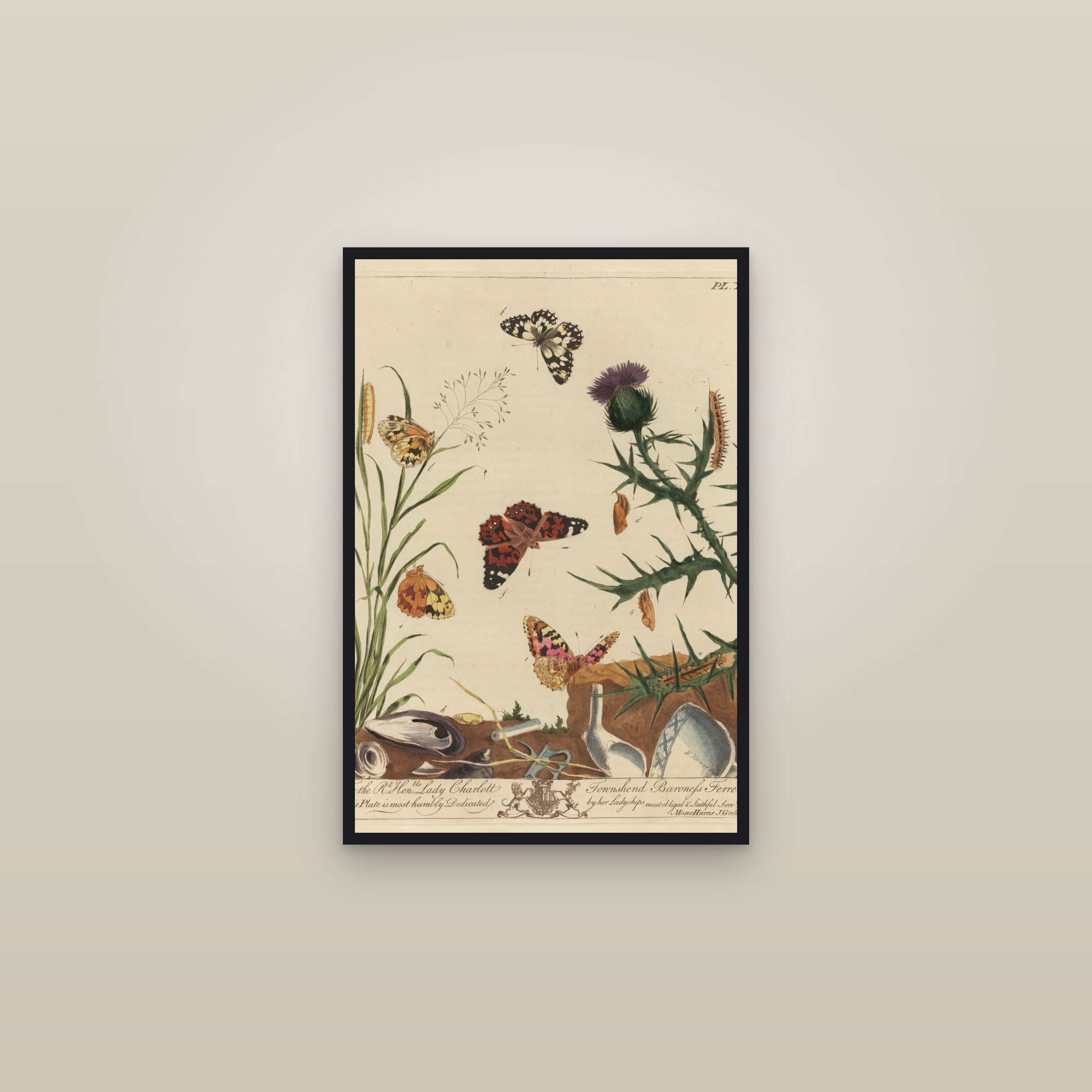 Painted Lady and Tortoiseshell
