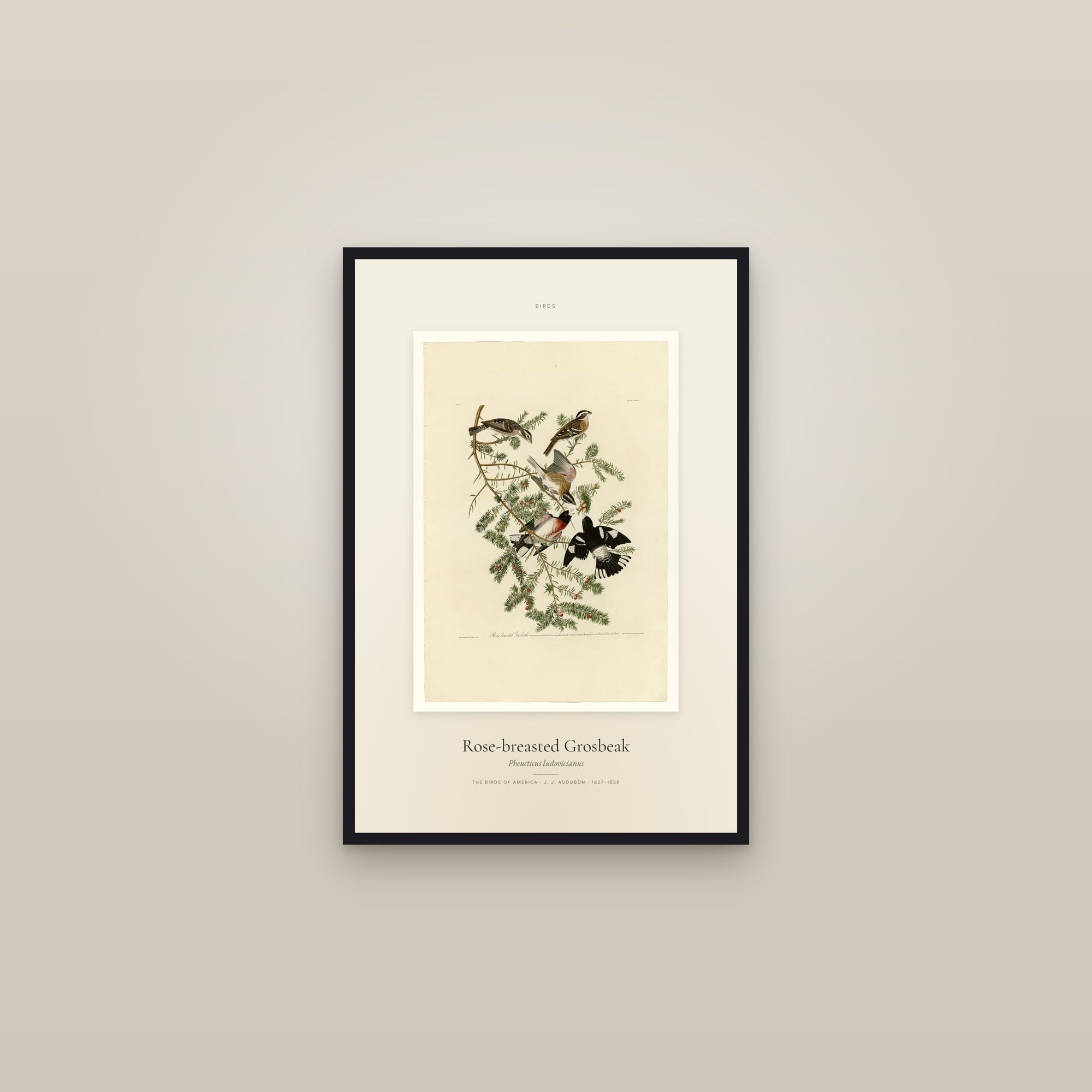 Rose-breasted Grosbeak — Specimen