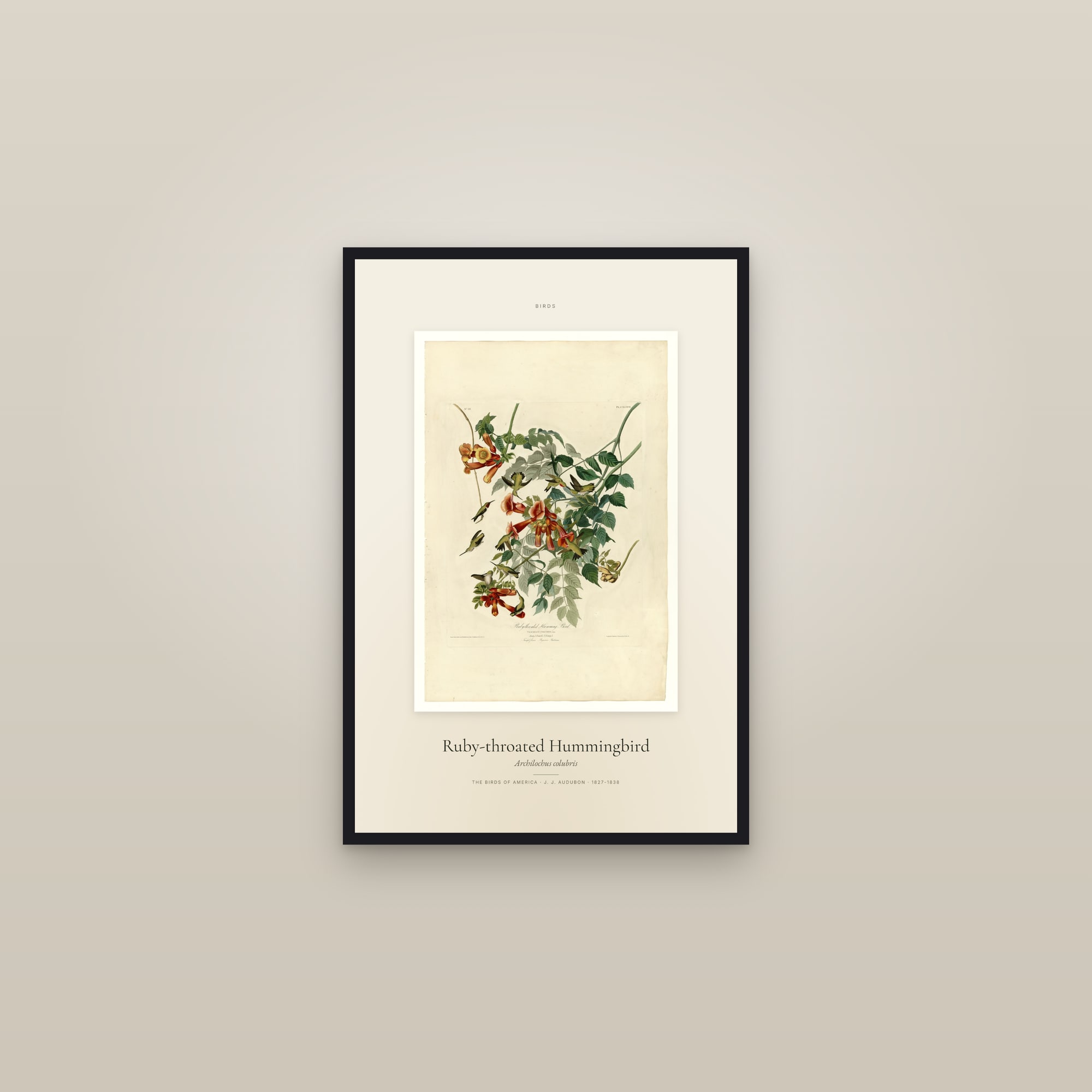 Ruby-throated Hummingbird — Specimen